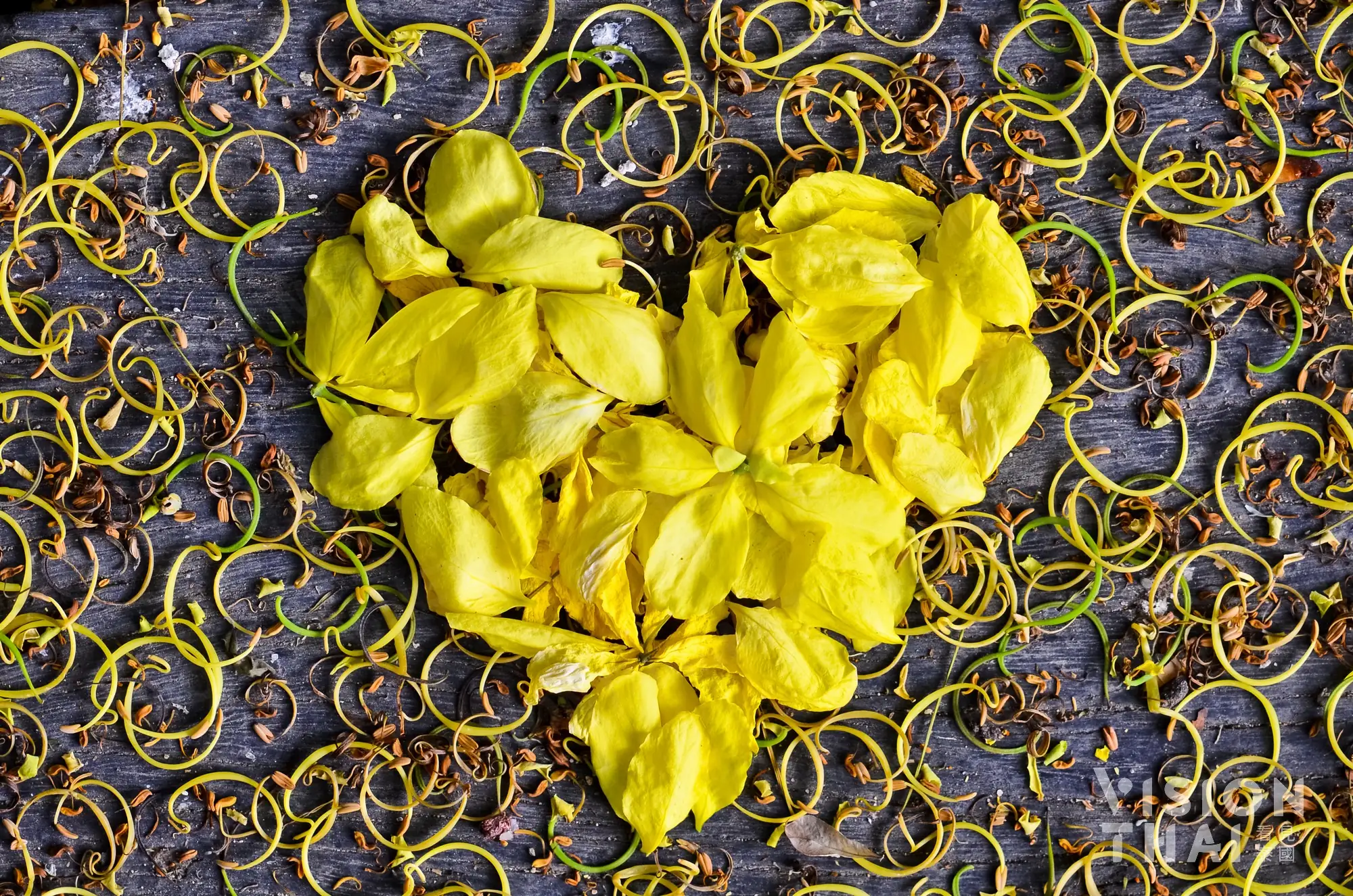 泰國國花是象徵九世王的黃色花卉阿勃勒