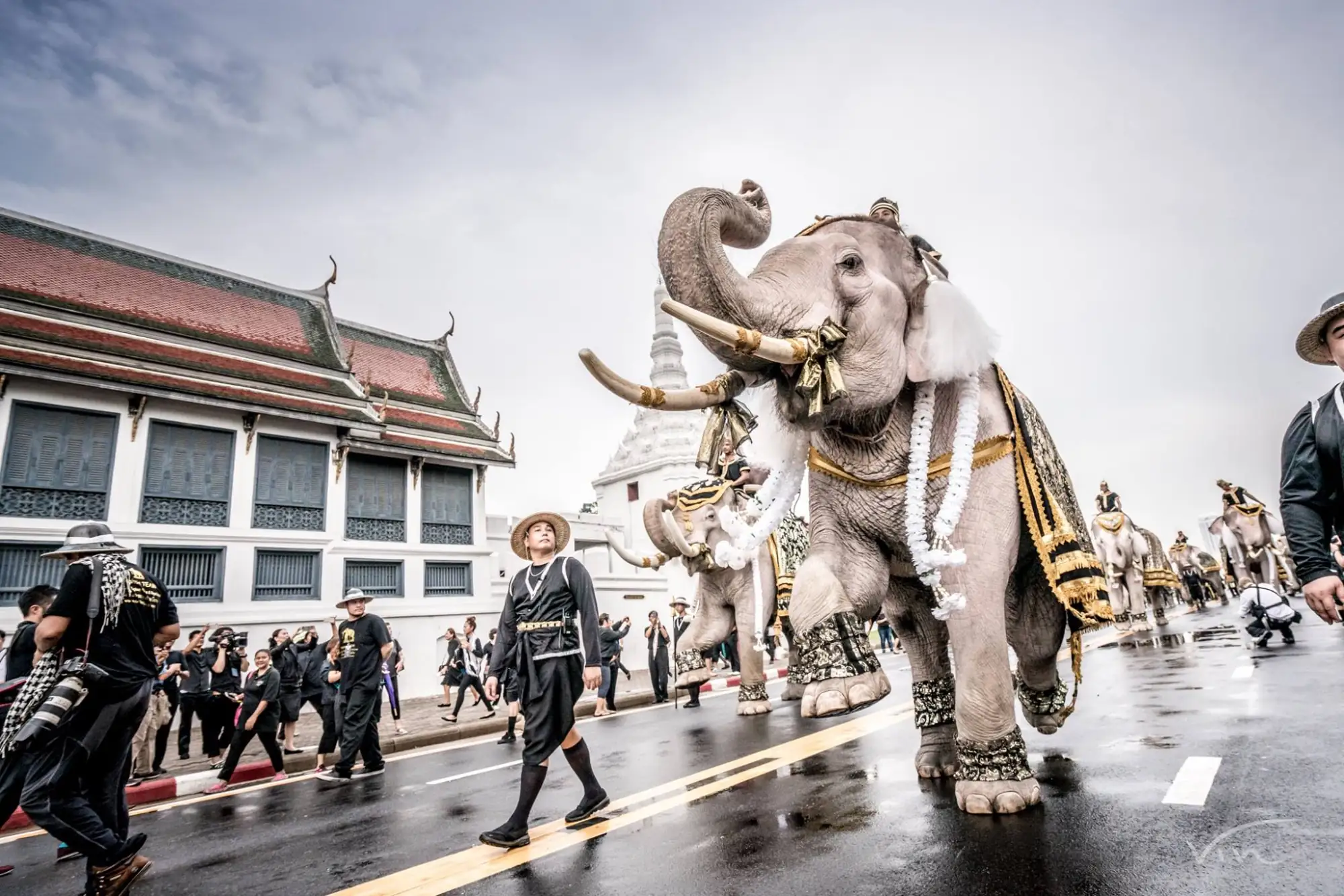 感念泰王提倡愛護動物 象群前往大皇宮致敬