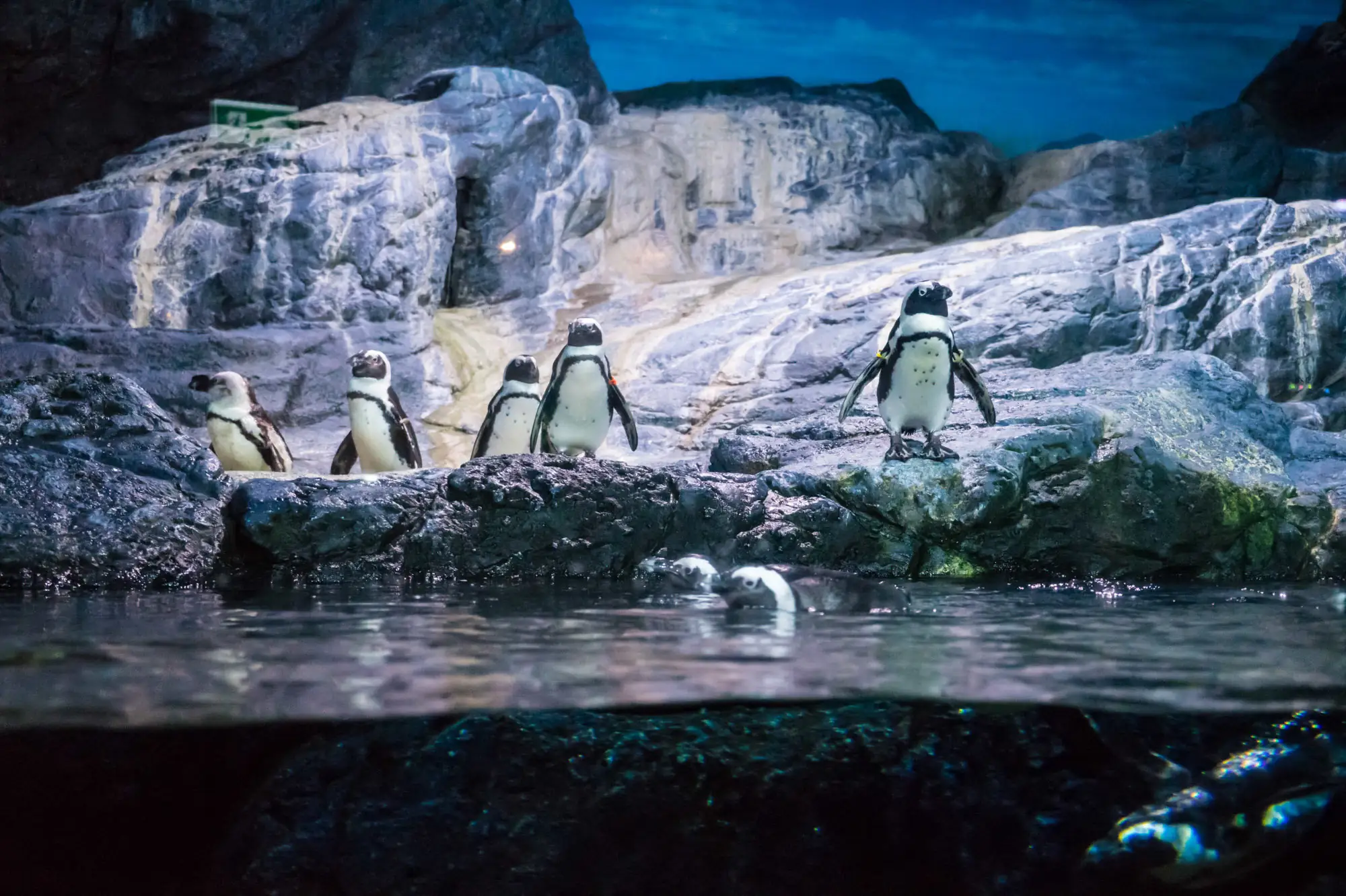 企鵝精采餵食秀盡在SEA LIFE Bangkok Ocean World曼谷海洋世界