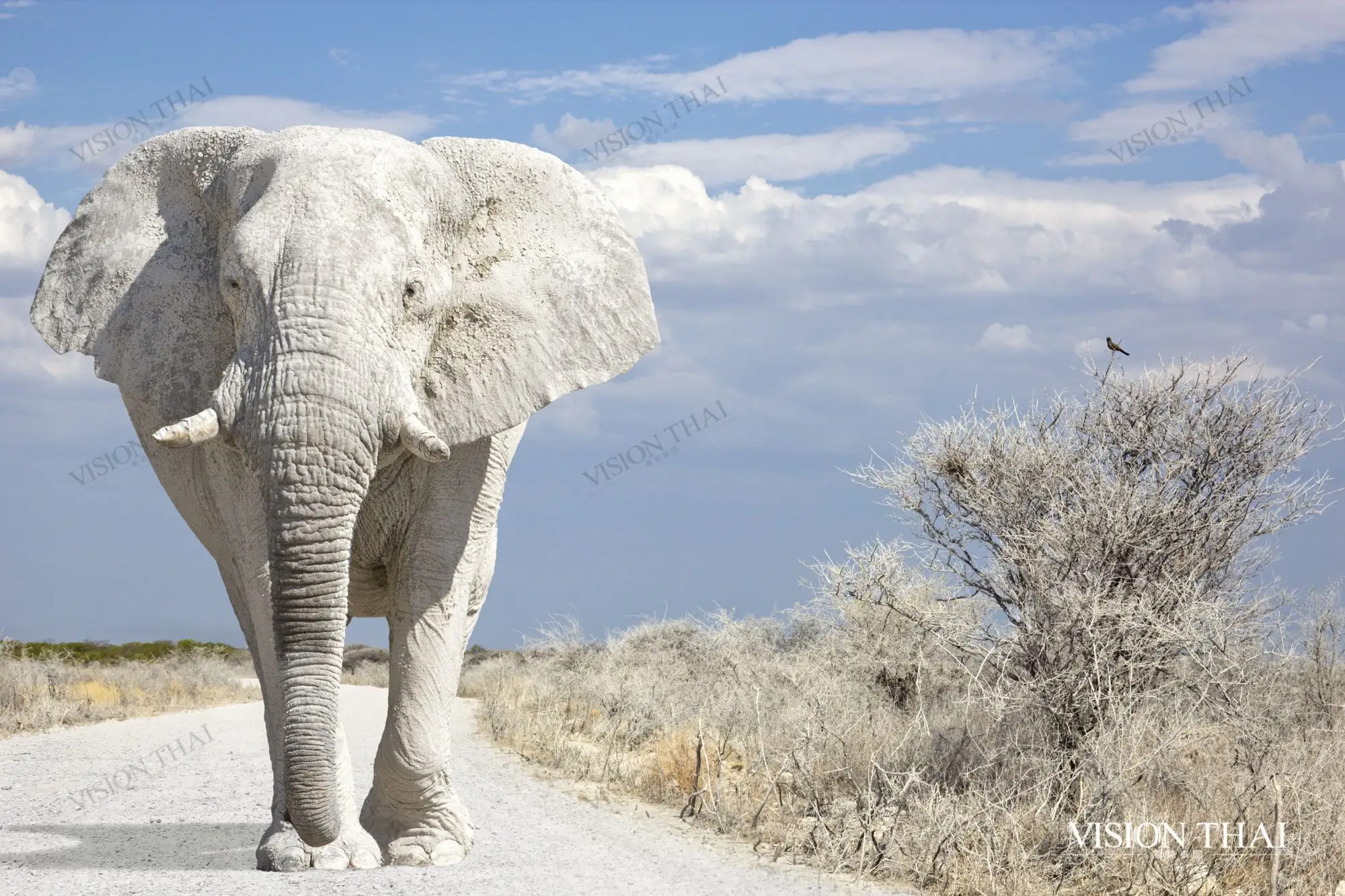 auspicious-white-elephant-thailand