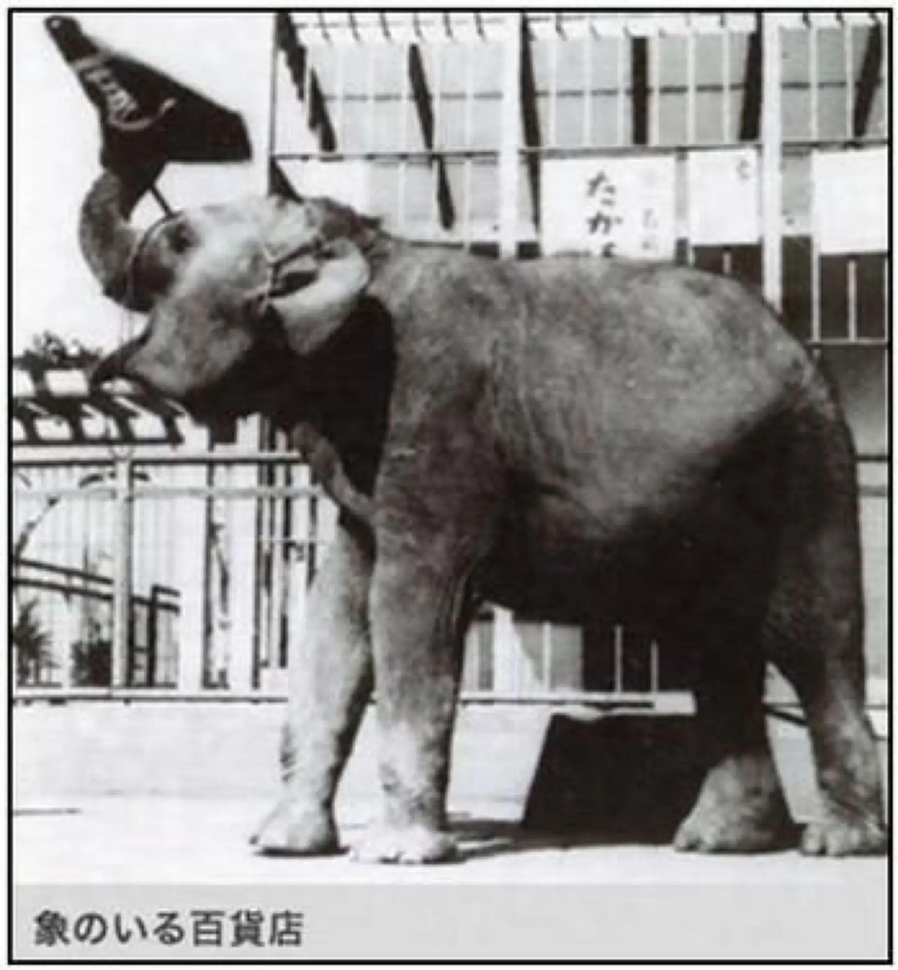 早在1950年，高岛屋即因大象和泰国结缘（图片来源：Tokyo Chuo City Tourism Association）