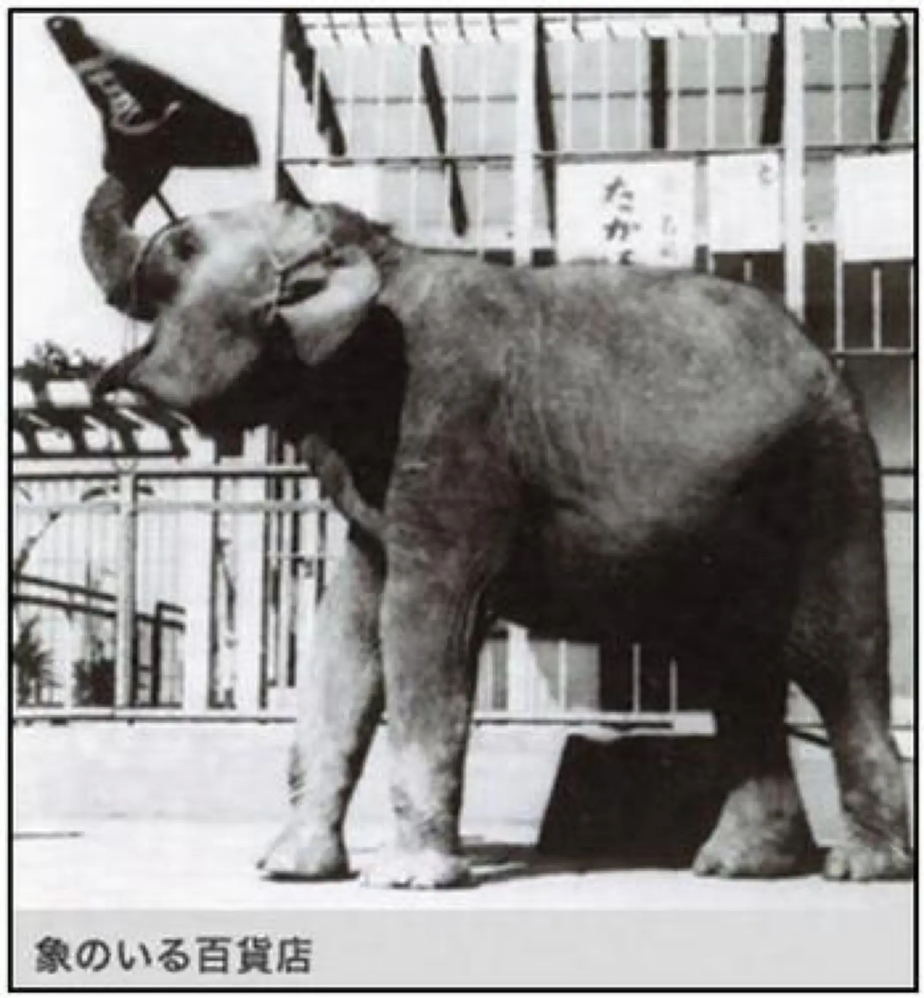 早在1950年，高島屋即因大象和泰國結緣（圖片來源：Tokyo Chuo City Tourism Association）
