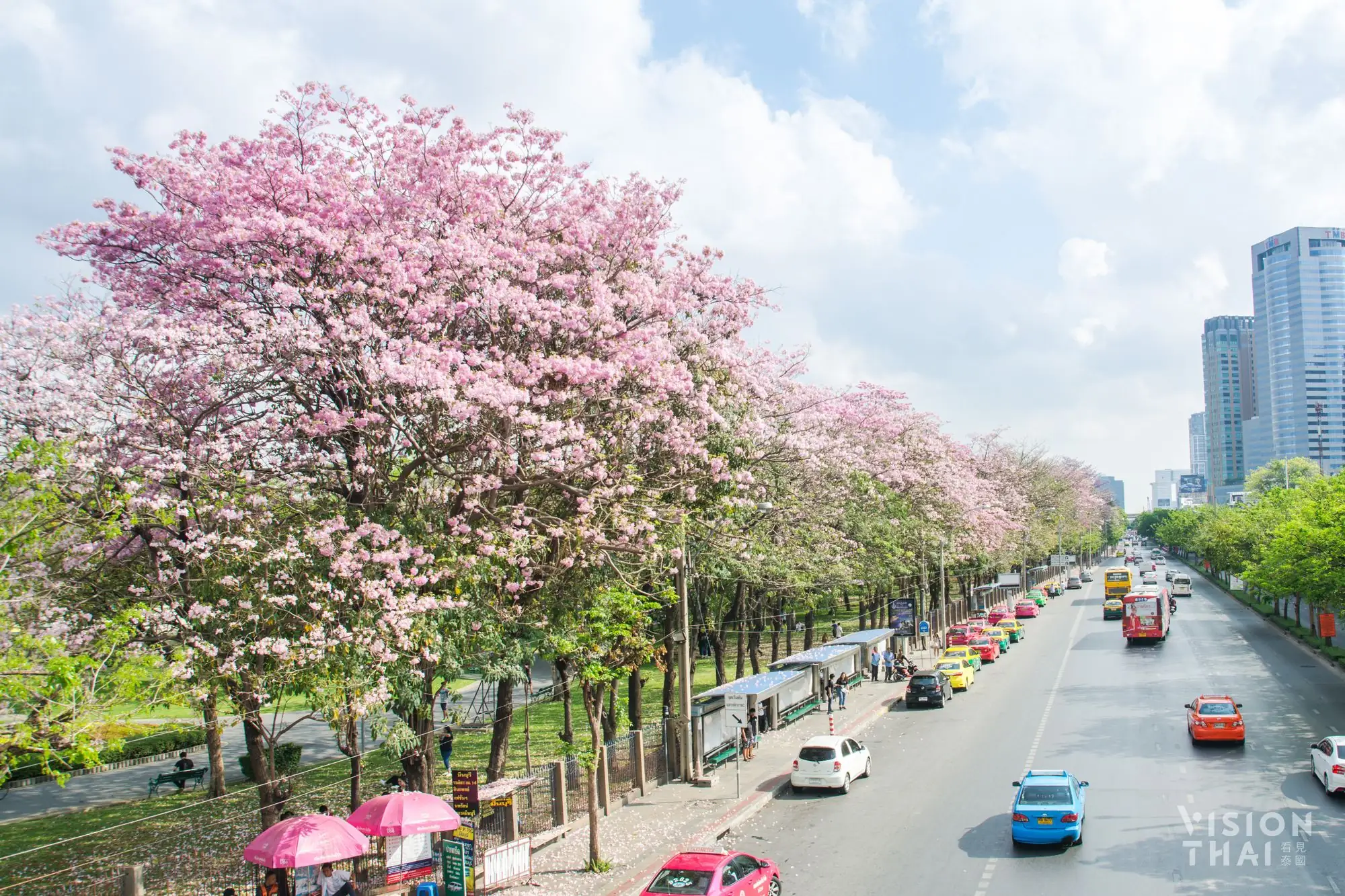 在曼谷市区也可欣赏到超美的泰国樱花胜景（VISION THAI 看见泰国）