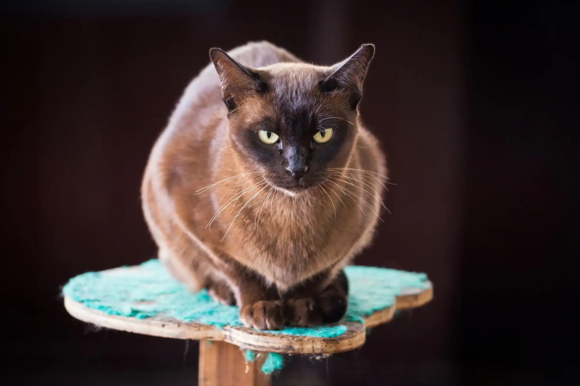 緬甸貓身材圓潤，個性溫和親人。（圖片來自：honestdocs）