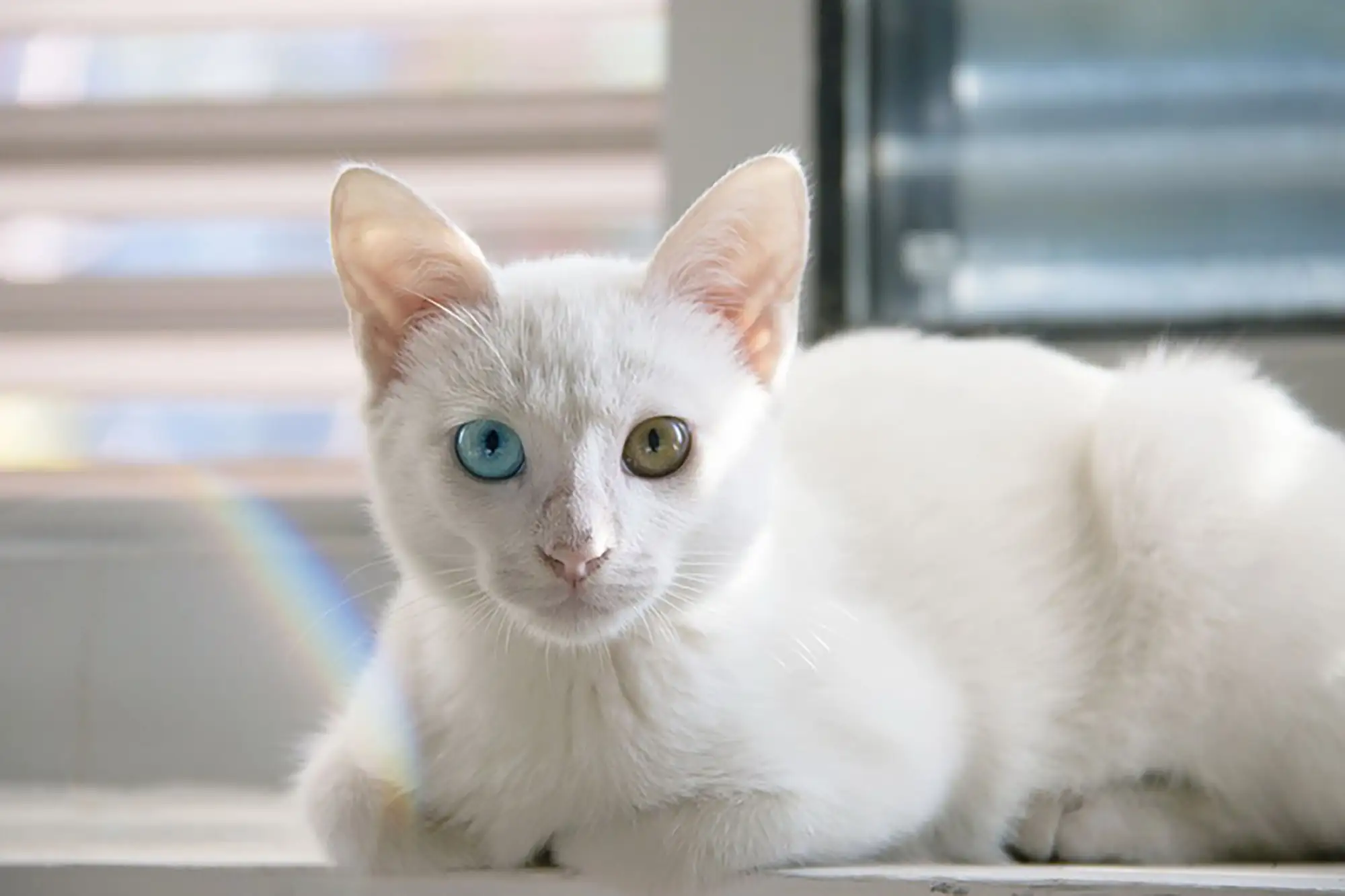 泰國御貓有一身雪白毛色，是神聖的貓皇。（圖片來自：Inwcat）
