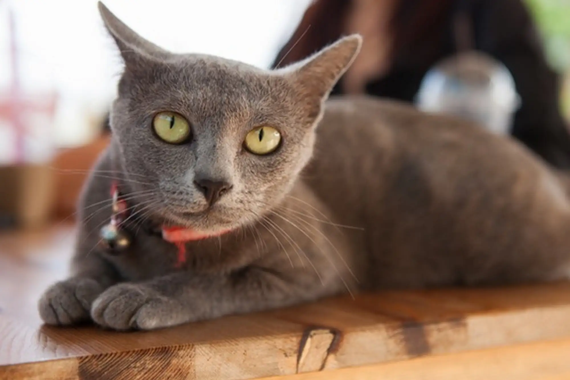 呵叻貓被稱為吉祥貓，銀灰色的毛髮非常漂亮。（圖片來自：Shopeeblog）