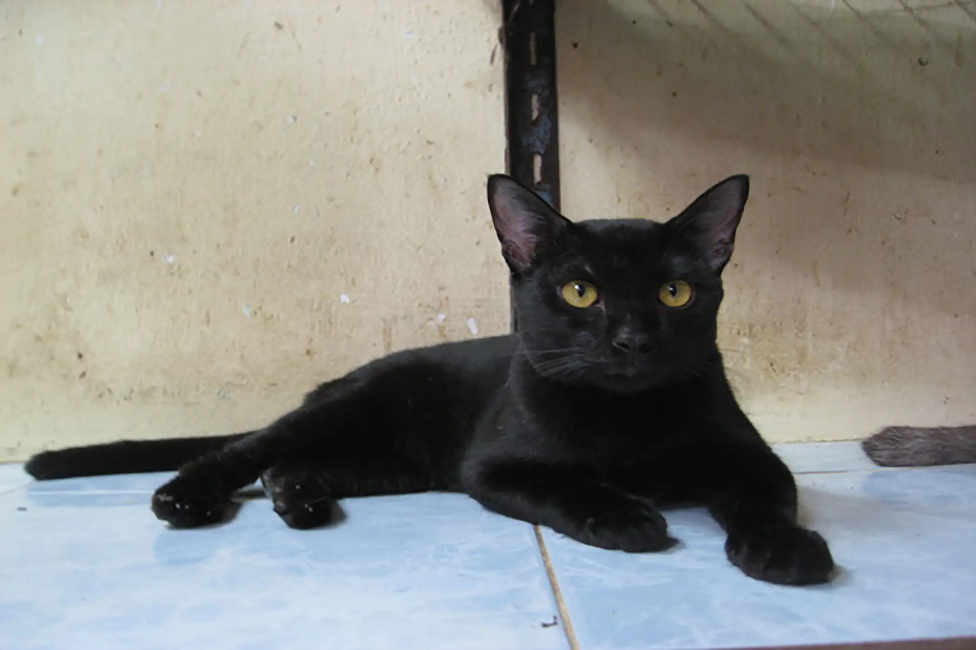 Korn ja貓是非常古老的黑毛貓種，有時會被迷信誤會不吉利。（圖片來自：Pantip）