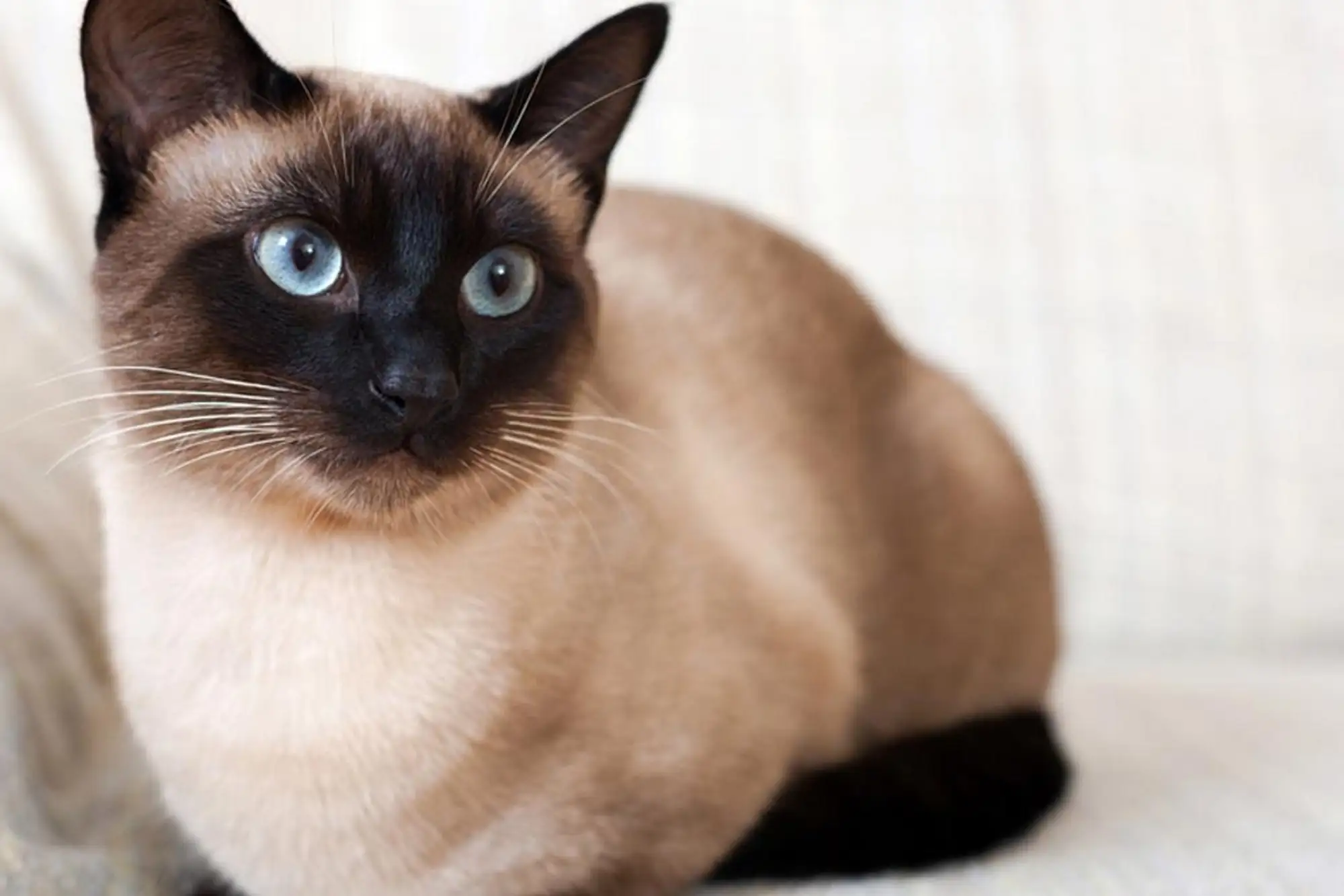 暹羅貓是泰國有名的貓品種，古時常被做為外交贈禮。（圖片來自：Kapook）