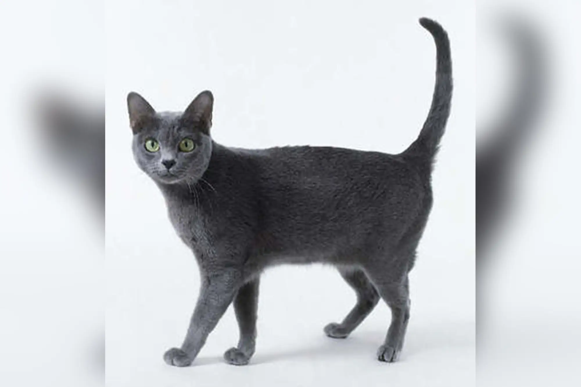 Sam Sawet貓毛色為黑色混白色，為王室貴族才會養的貓種。（圖片來自：google）