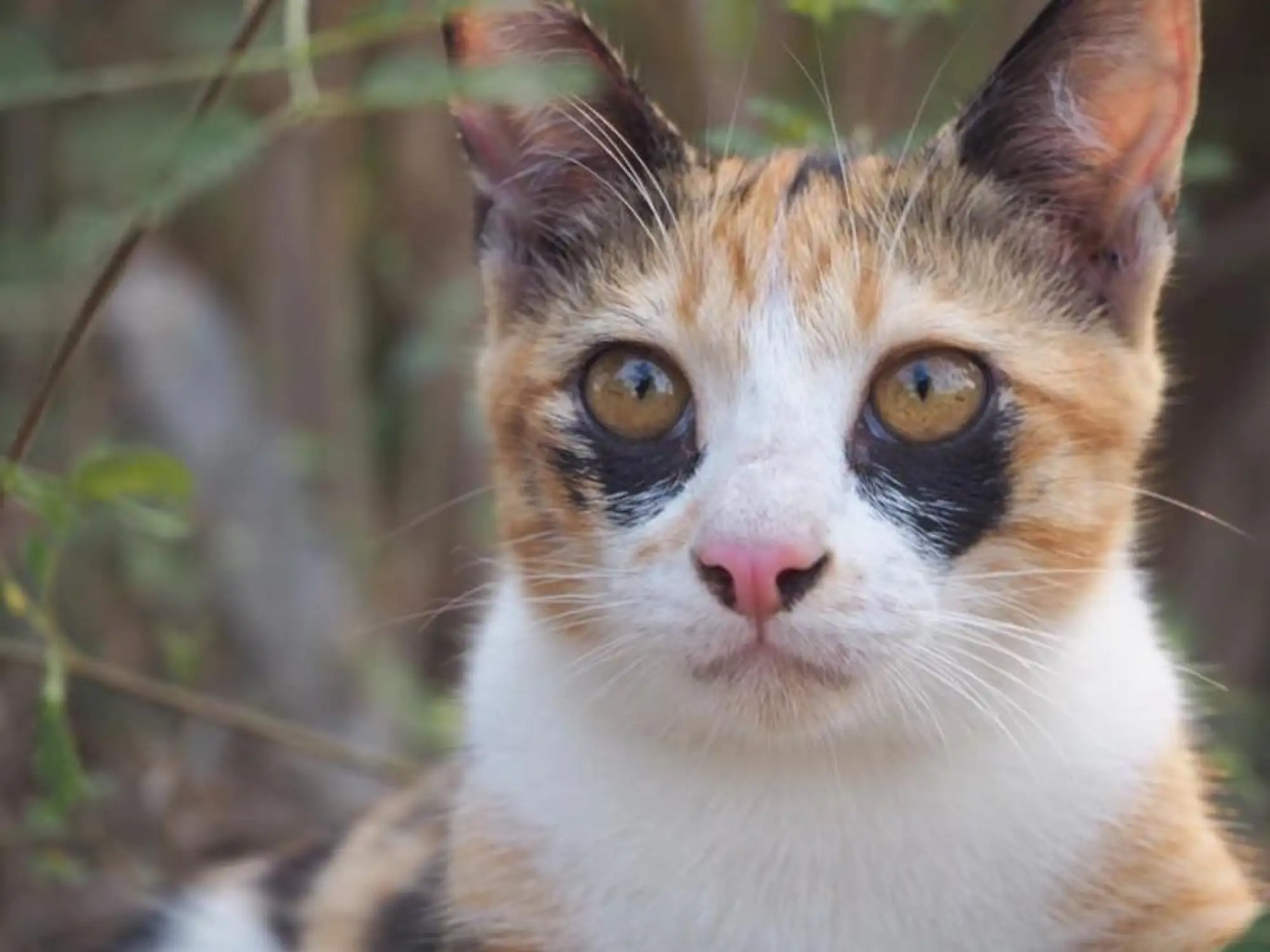 泰國一隻三花貓擁有獨特的「黑眼圈」（來源：FB@ตื่นแมว）