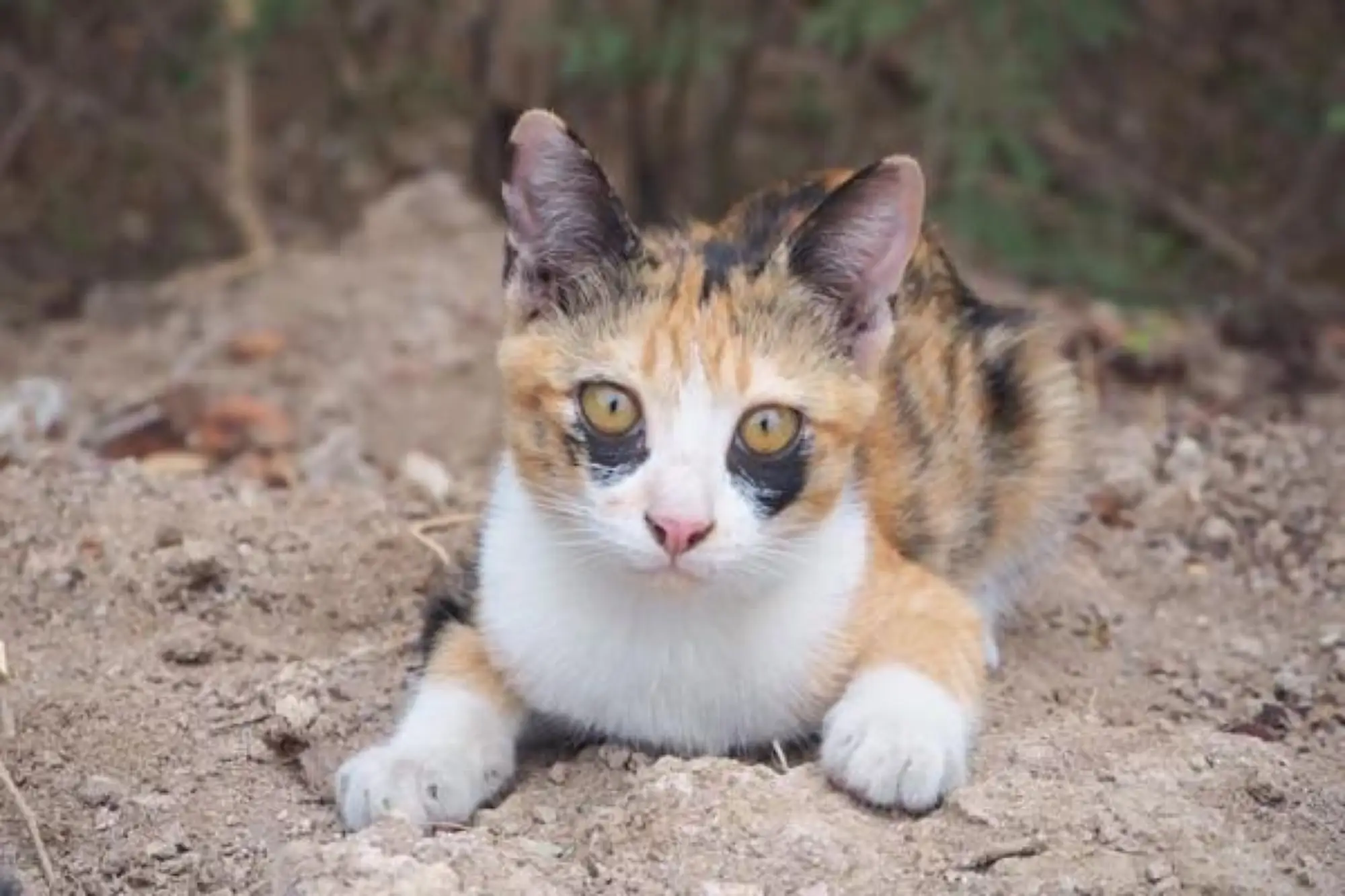 泰国一名猫友饲养一只奔驰猫与三花猫，其中三花猫Miala天生就有很深的「黑眼圈」（来源：FB@ตื่นแมว）