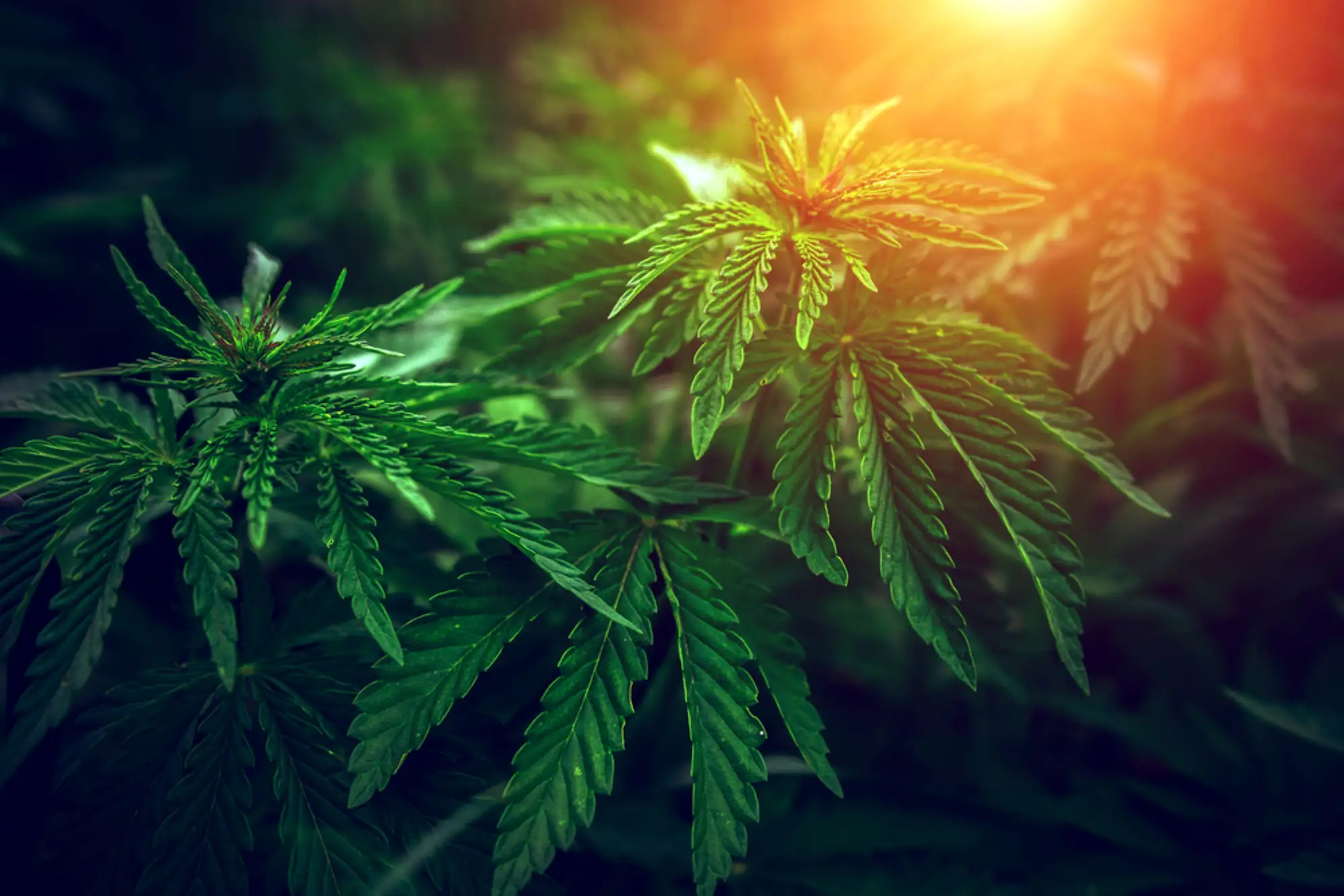 泰国是东南亚首个将医用大麻合法化的国家（来源：Shutterstock）