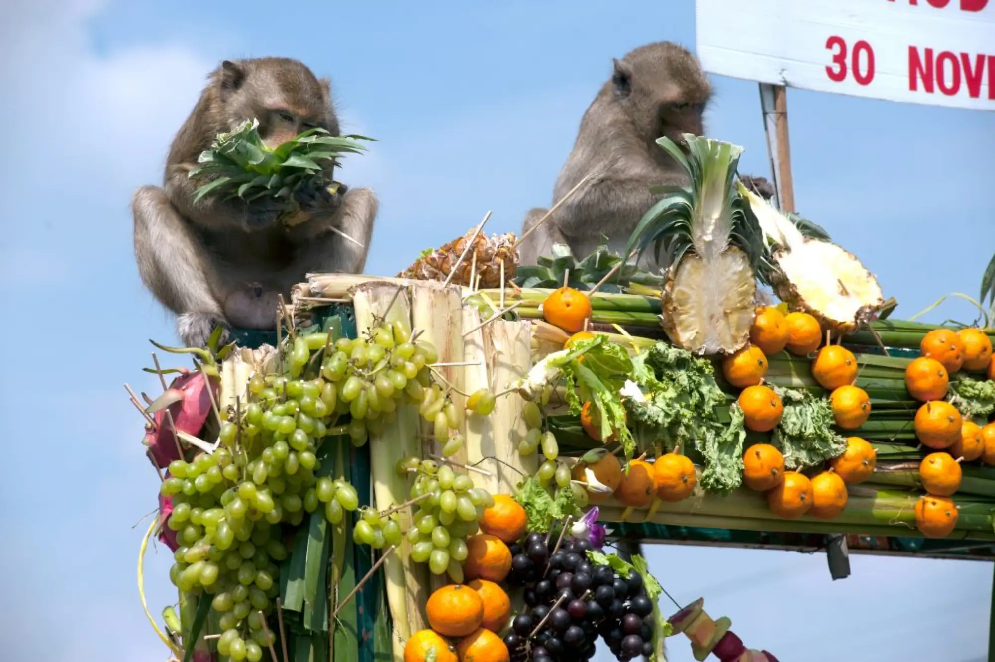 猴子自助餐节(Monkey Buffet Festival)是泰国华富里府(Lopburi Province)行之有年的节日（图片来源：shutterstock）