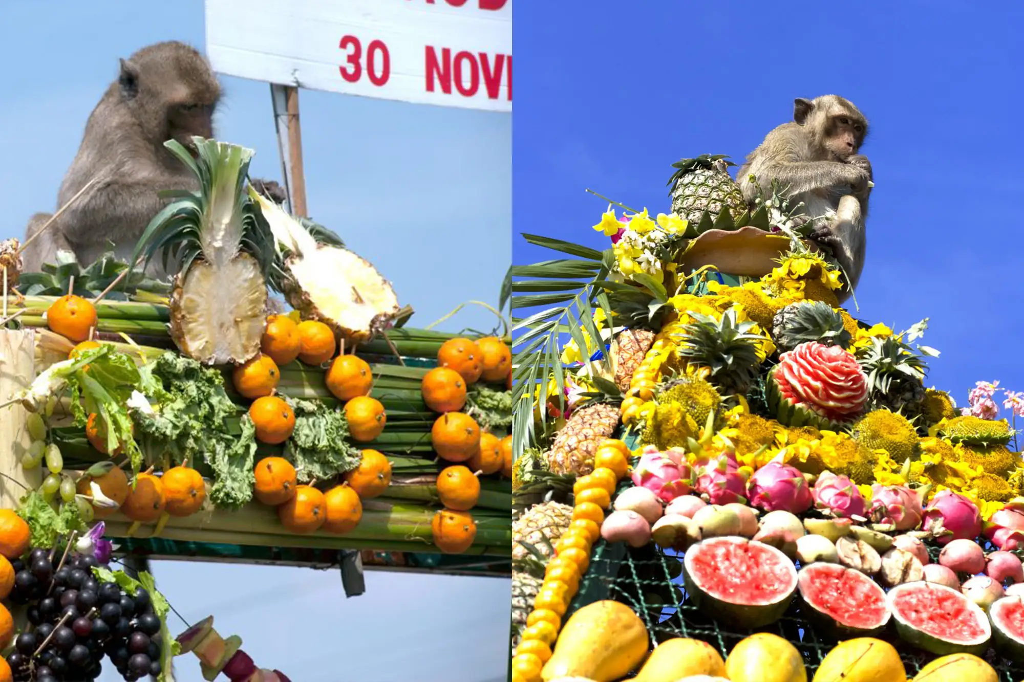猴子自助餐節(Monkey Buffet Festival)是泰國華富里府(Lopburi Province)行之有年的節日（圖片來源：shutterstock）