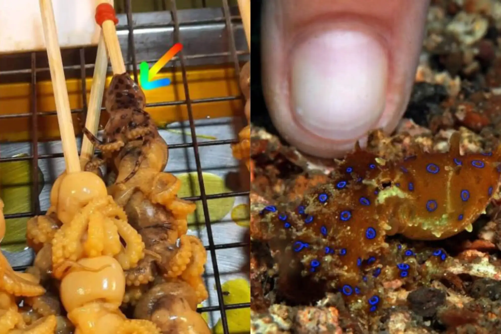 泰國巴吞他尼府夜市查獲燒烤攤販販賣劇毒藍圈章魚（圖片來源：四方報）