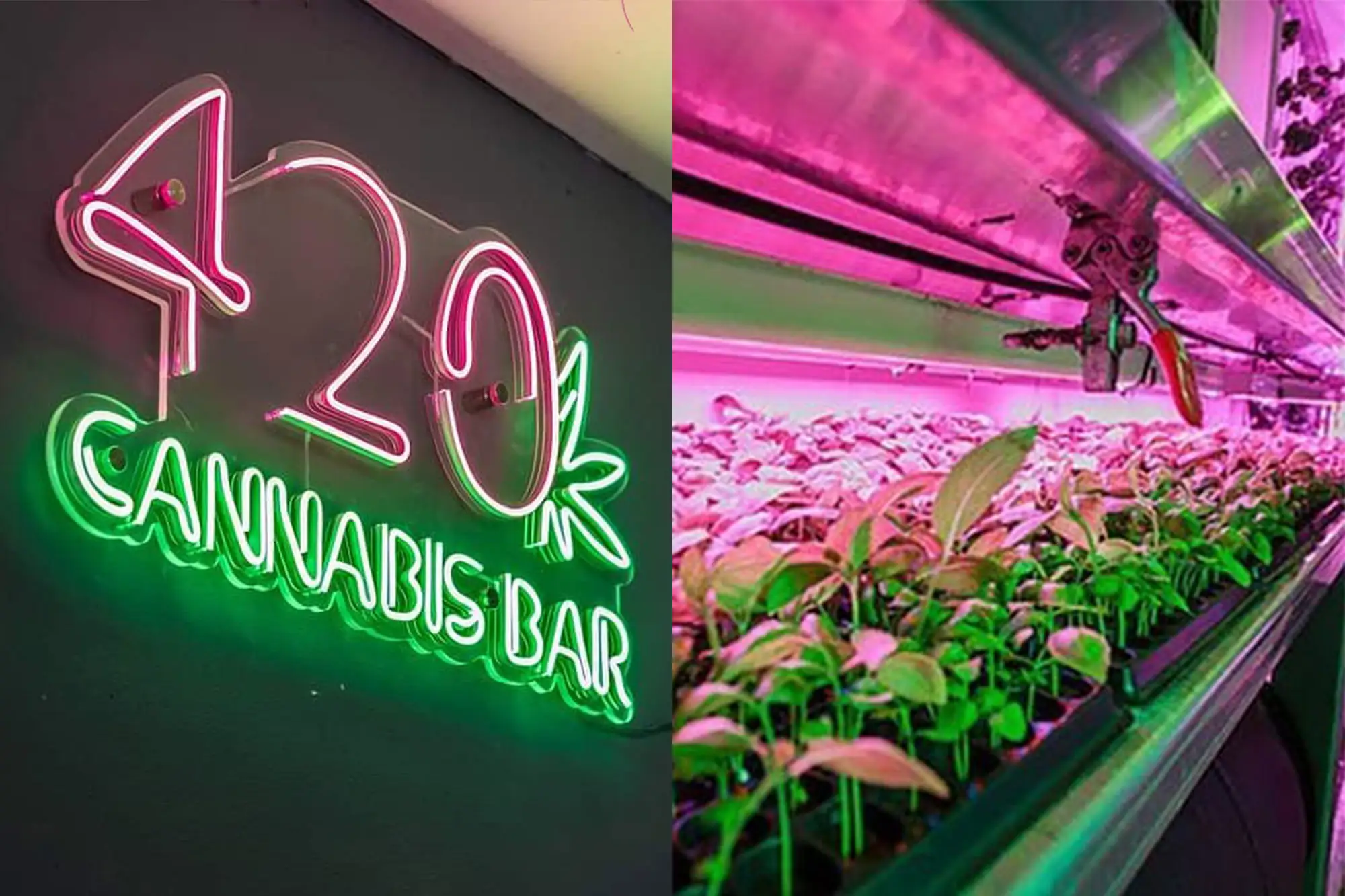 首家曼谷大麻餐廳開張 420大麻吧主推大麻餐點 （圖片來源：420 Cannabis Bar官方IG帳號）