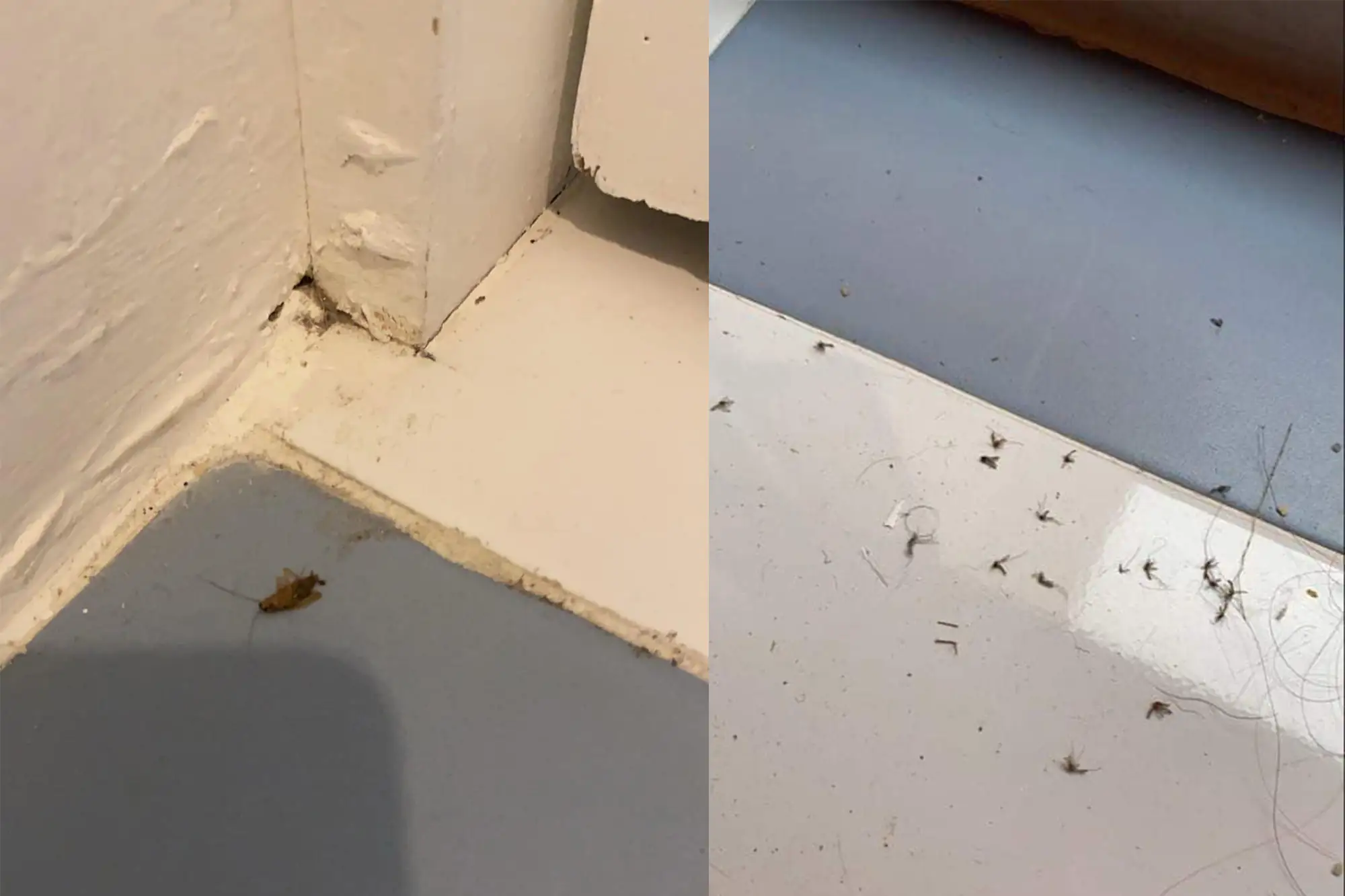 Dunyawit表示隔離期間他換了3次房間，但仍發現每間房裡都有蚊子和蟑螂（圖片來源： Dunyawit Phadungsaeng臉書帳號）