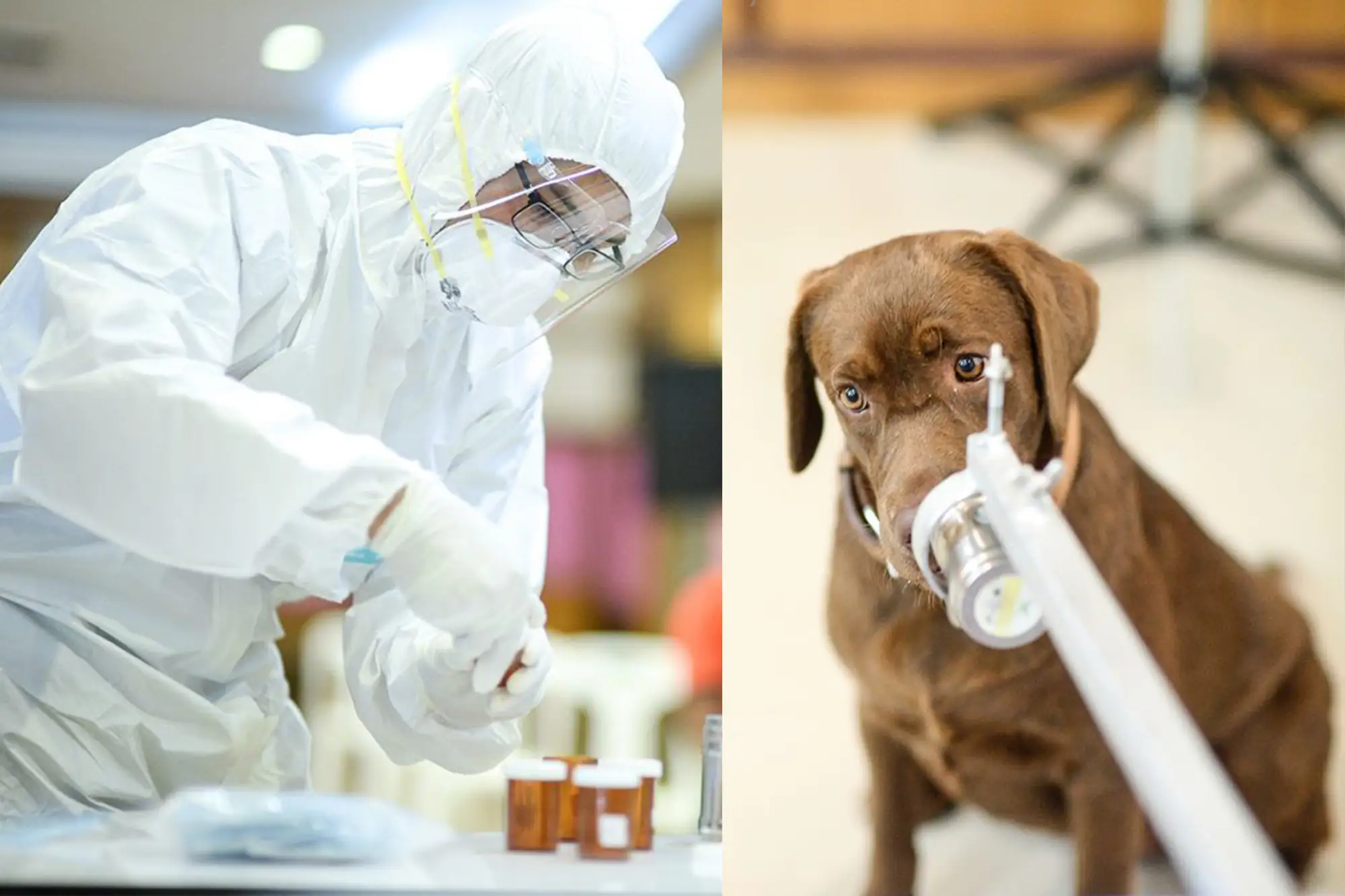 朱拉隆功大學訓練出泰國第一批"嗅探犬"，能嗅出無症狀感染者 準確率高達94.8%（圖片來源：朱拉隆功大學）