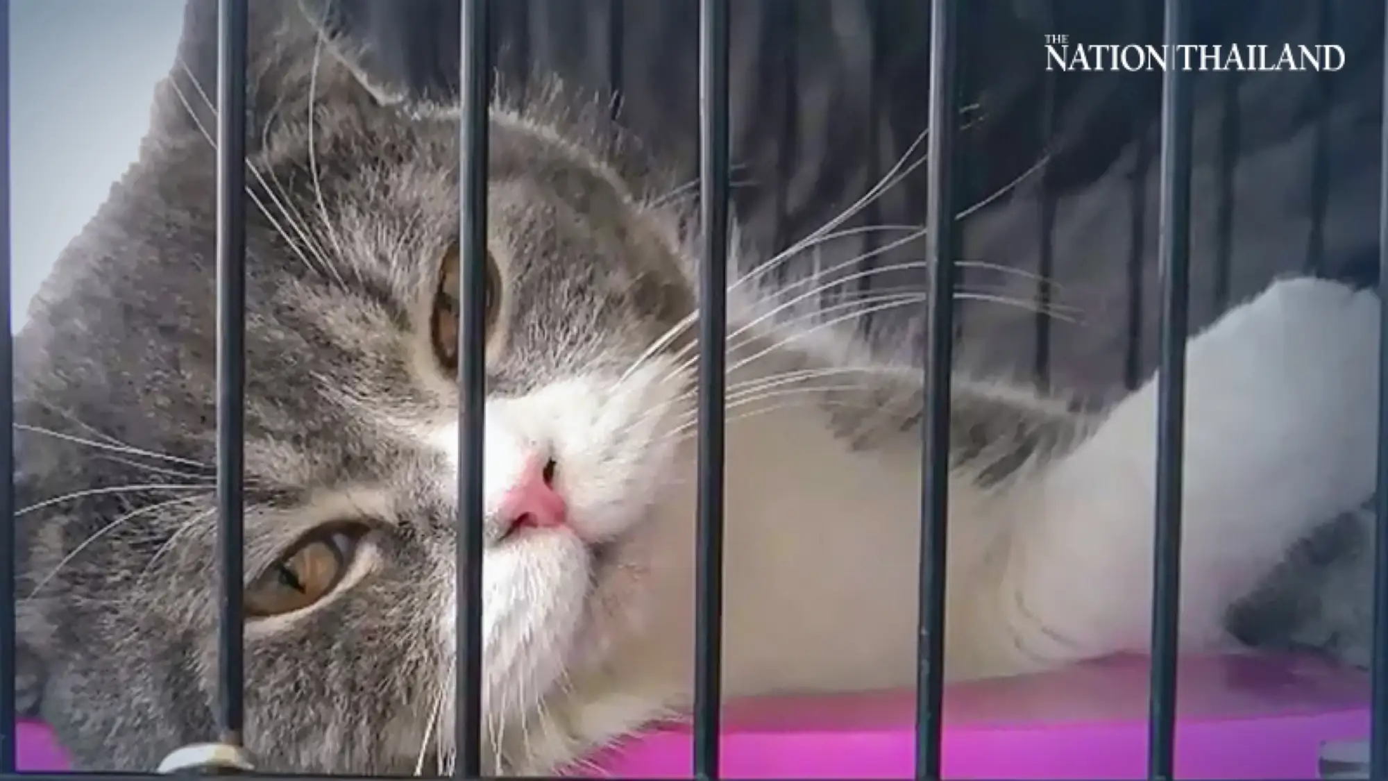 泰國警方最近破獲一起販毒案，意外發現六隻外國品種的昂貴貓咪，認為其為毒販的「活體財產」，將其查扣（圖片來源：youtube影片截圖）