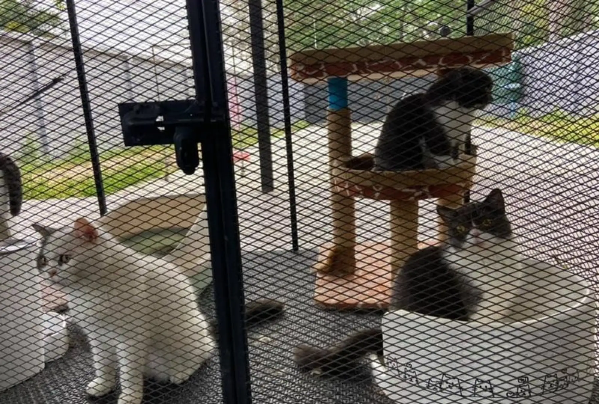 目前，这些猫咪由当地村长暂时照看（图片来源：youtube影片截图）