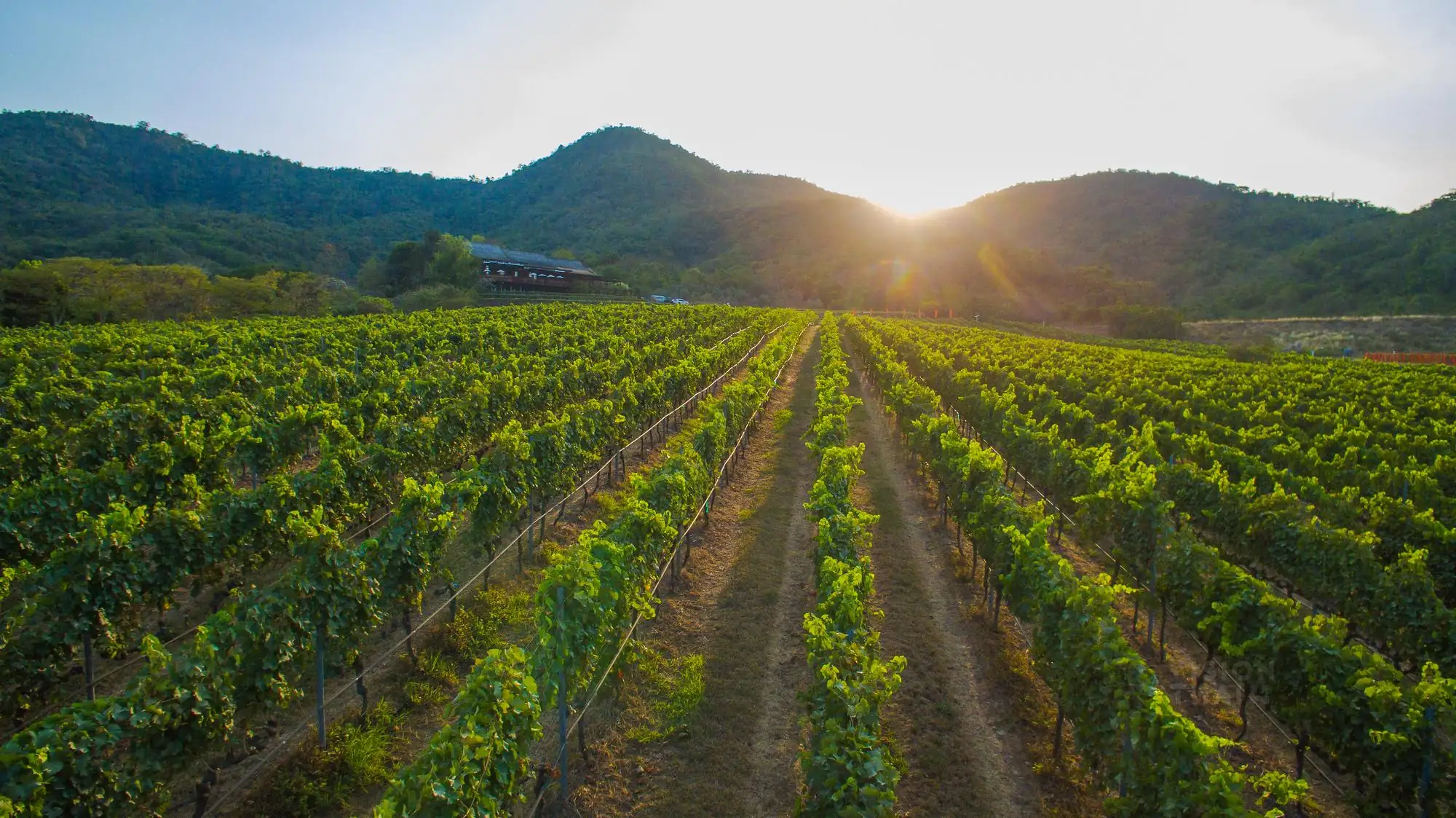 喜迎2021年葡萄豐收季(Harvest Festival)，位在華欣的季風谷酒莊推出葡萄園導覽、品酒會、餵大象與葡萄採收等活動(圖片來源：Monsoon Valley vineyard)
