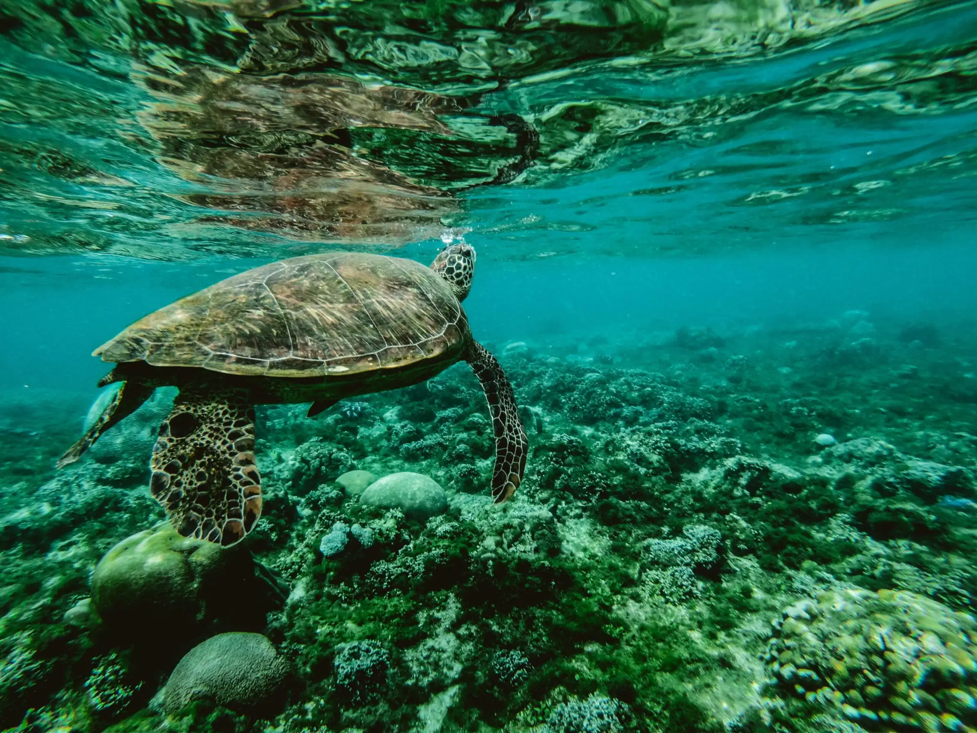 作为最古老而美丽的物种之一，海龟已经在地球上存在了一亿多年（图片来源：Belle Co from Pexels）