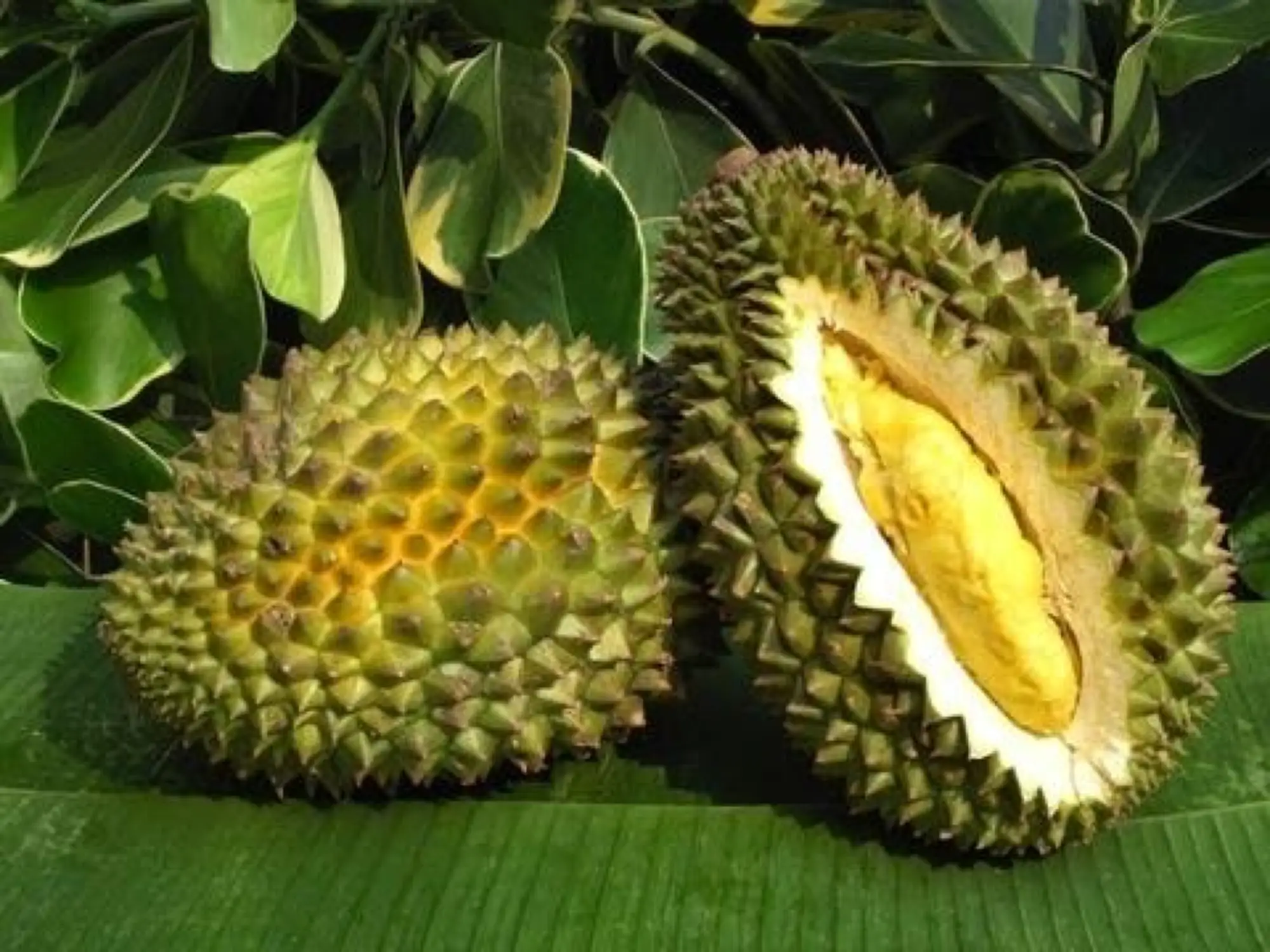青尼榴槤產量豐富，比金枕頭便宜（圖片來源：durians.com）