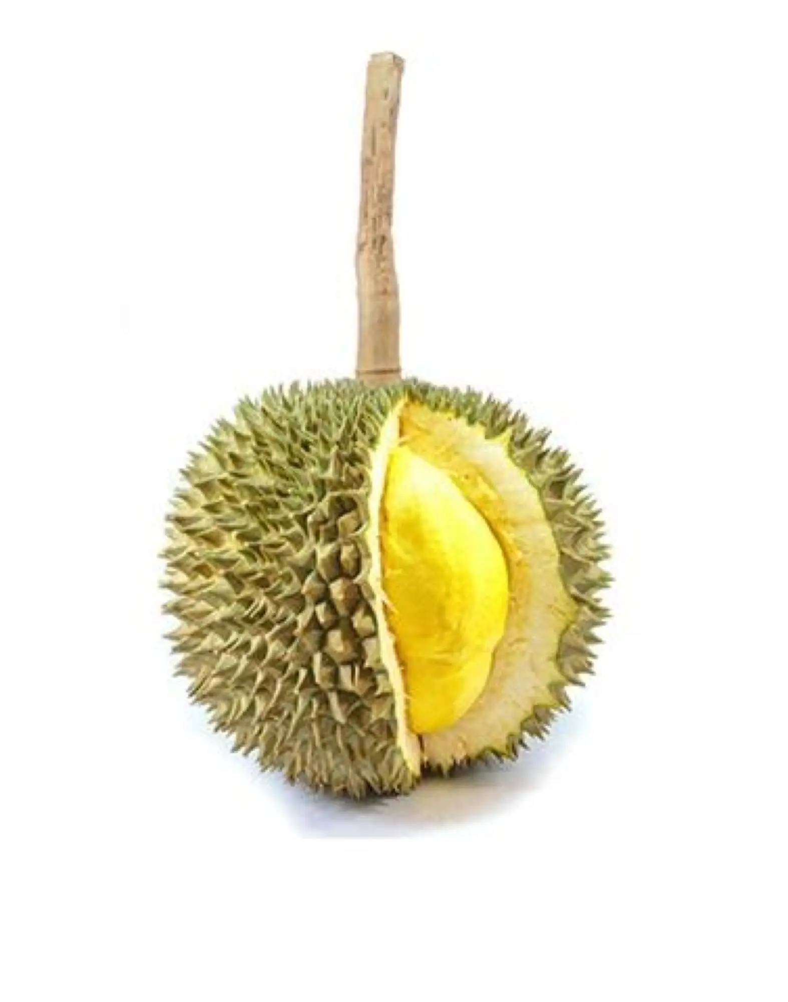 長柄乾堯榴槤因果柄長而得名（圖片來源：durians.com）
