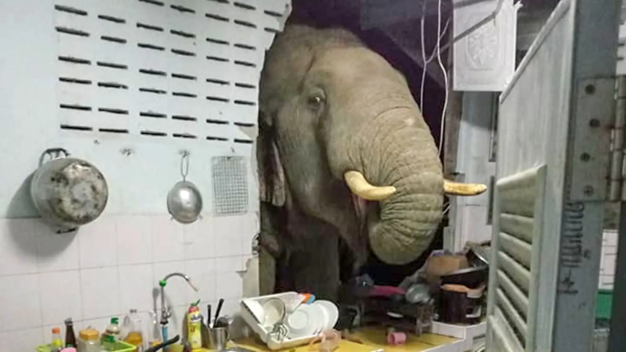 一頭泰國大象破牆闖入民宅覓食，屋主被嚇之餘，不忘拿起手機錄影。（圖片來源：臉書）