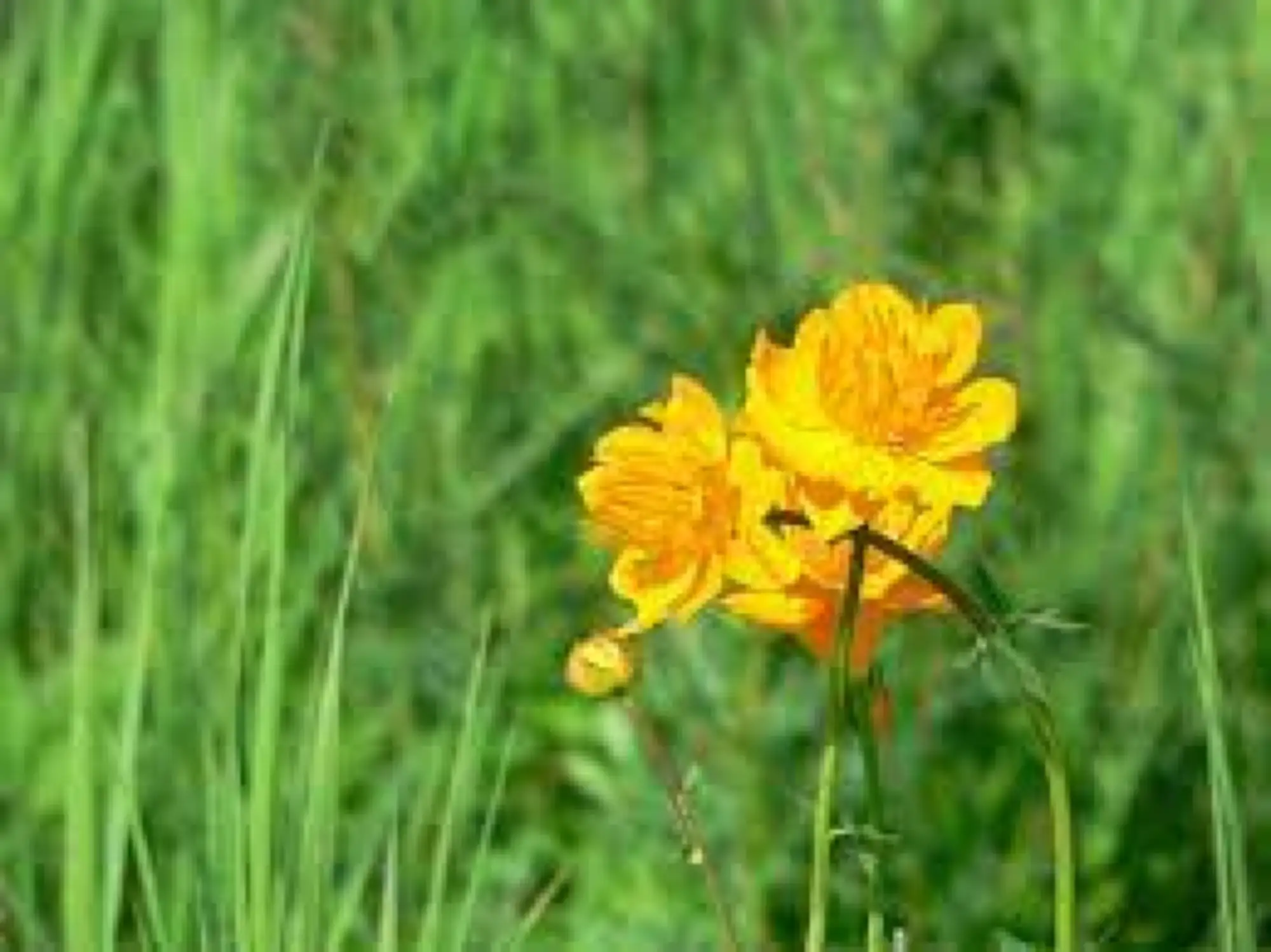 金蓮花有清熱解毒之效，葉子和花朵均可食用（圖片來源：wiki）