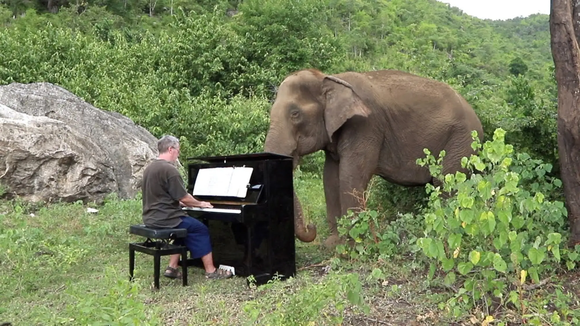 暖心！英籍鋼琴家用音樂守護泰國大象 大象反應感動不少網友（圖片來源：Youtube截圖）