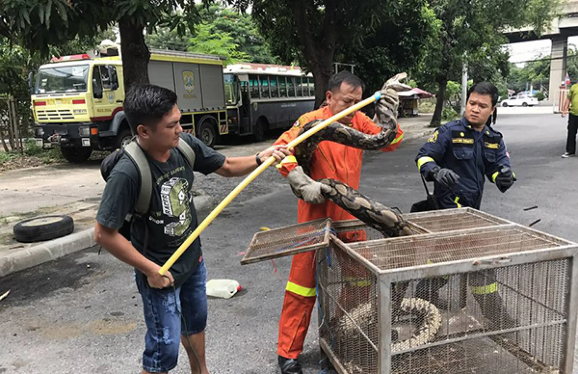 有一種泰國消防員叫“曼谷捕蛇人”（圖片來源：Mgronline）
