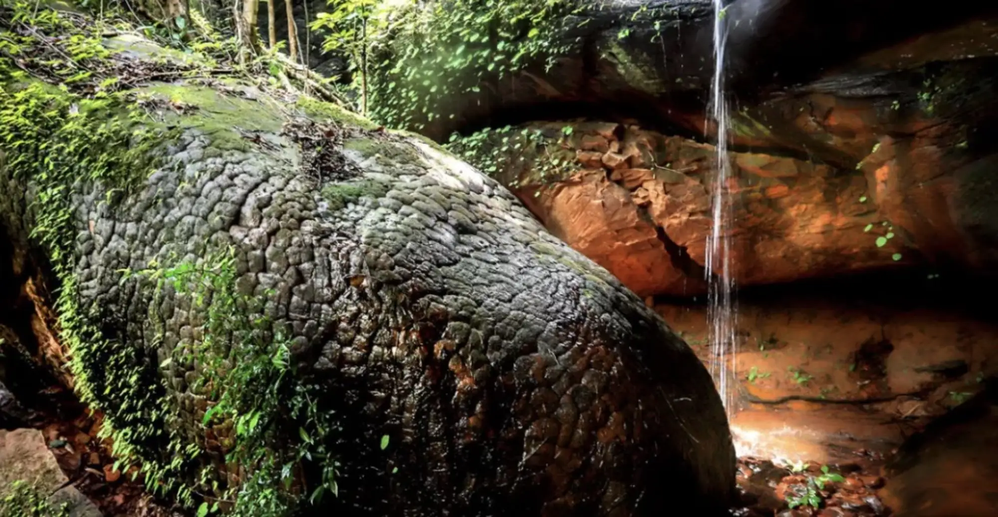 娜迦信仰者专属洞穴，连泰国明星们都来打卡的神秘超自然景观（图片来源：daradaily）