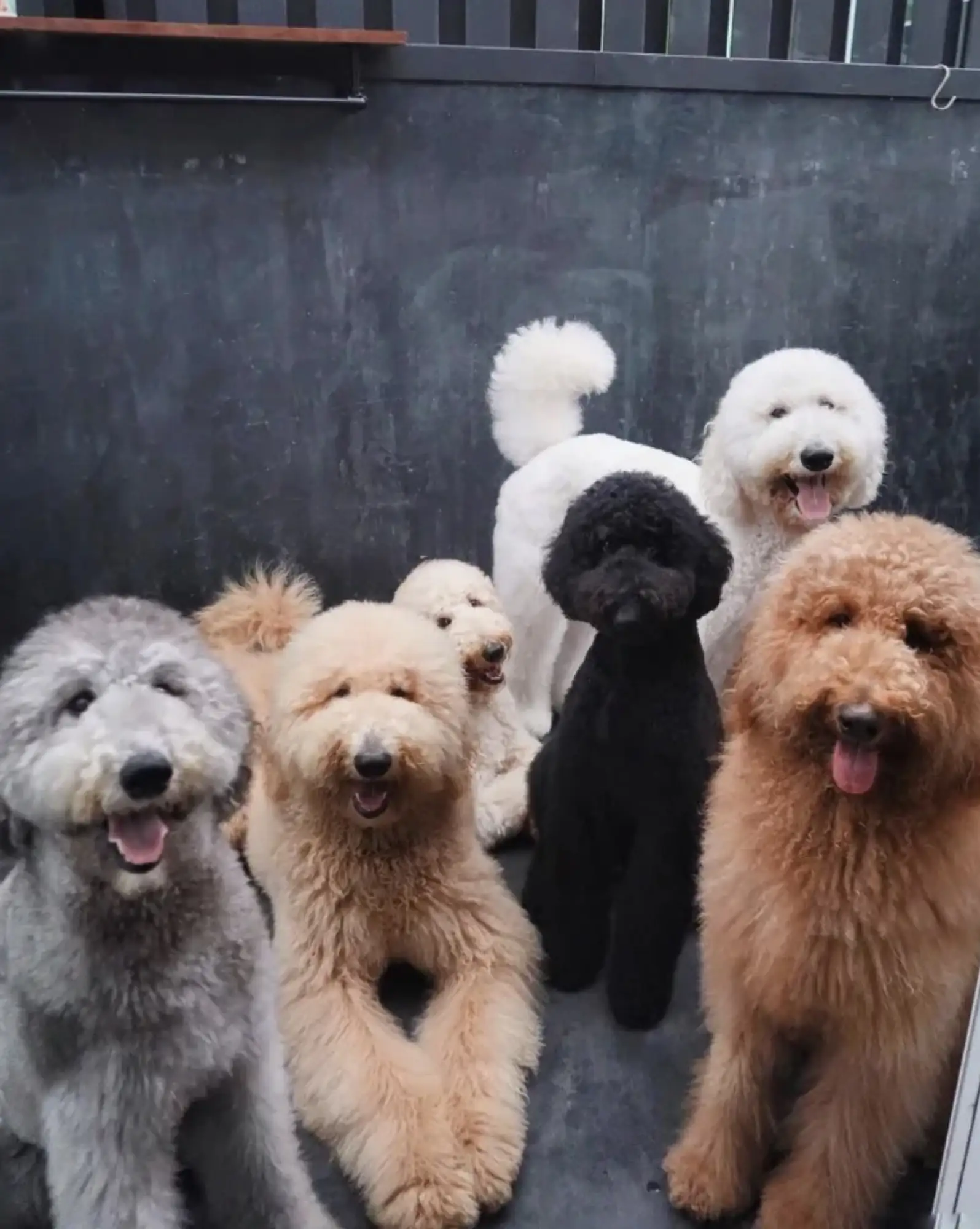 泰星Duke Bhanudej的爱犬们（图片来源：@duke_bhanudej）