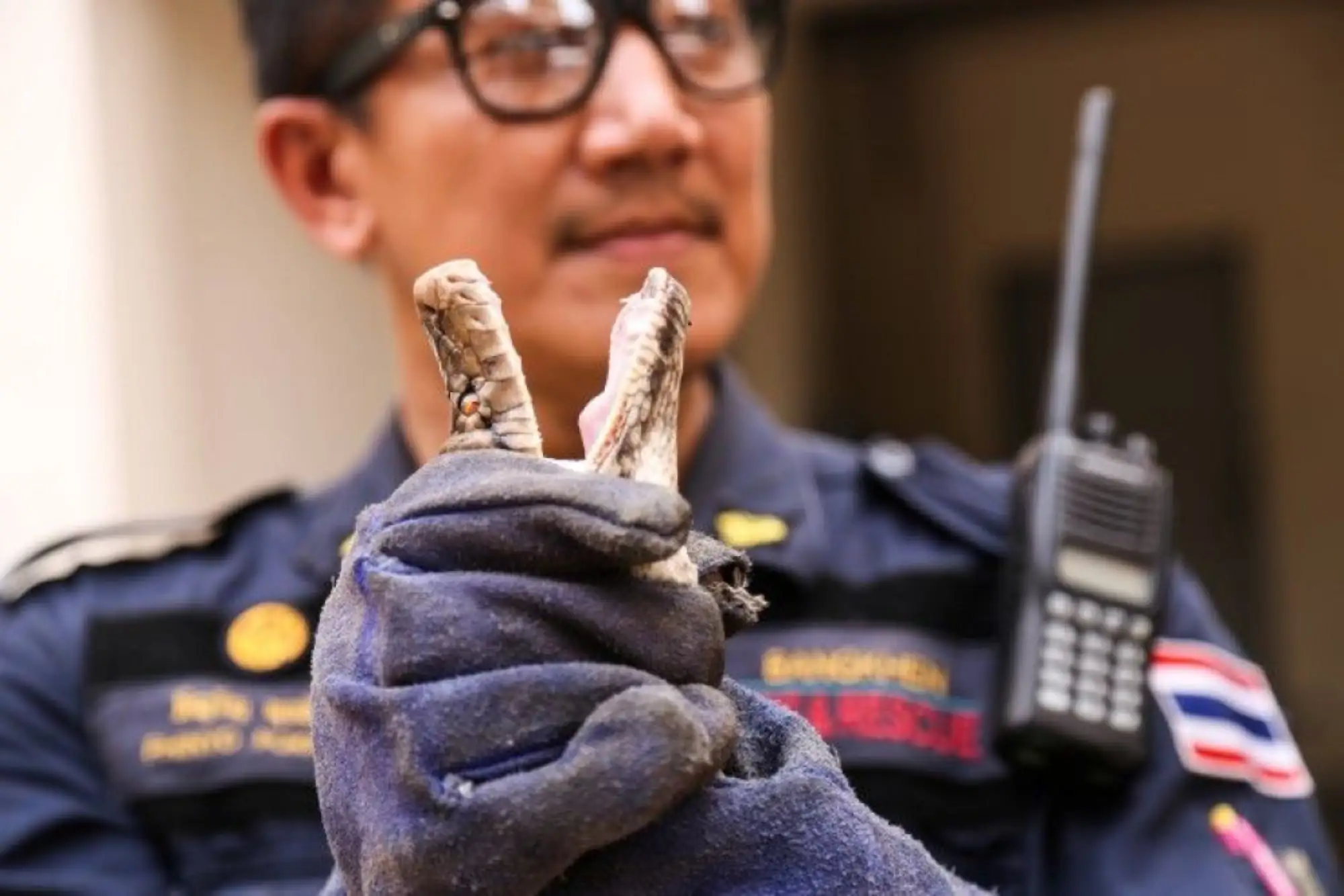 有一種泰國消防員叫“曼谷捕蛇人”（圖片來源：Mgronline）