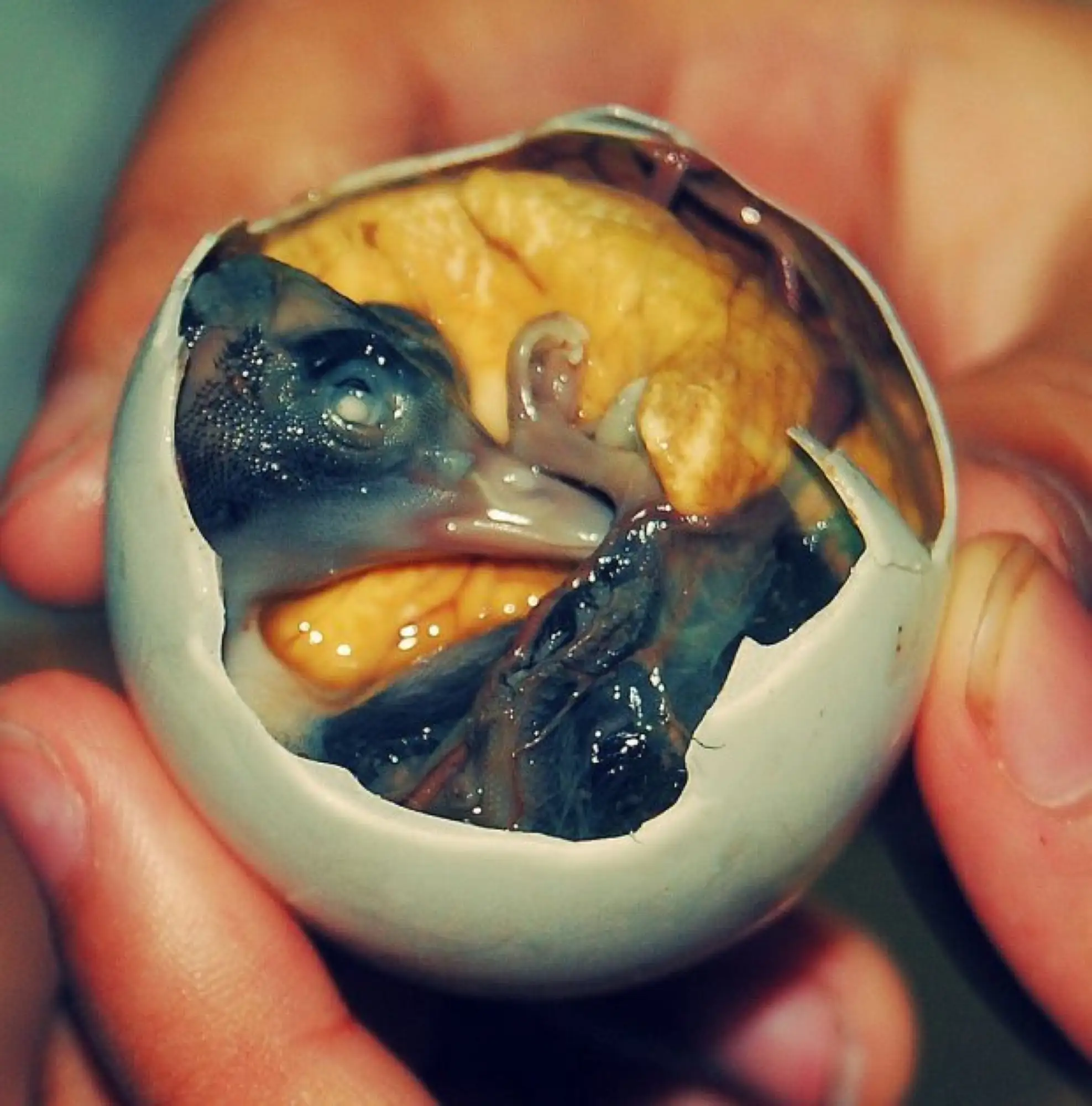 泰國毛雞蛋是將快要孵化的雞蛋放在或上面烤，烤熟後配以醬料食用（圖片來源：tripzilla）