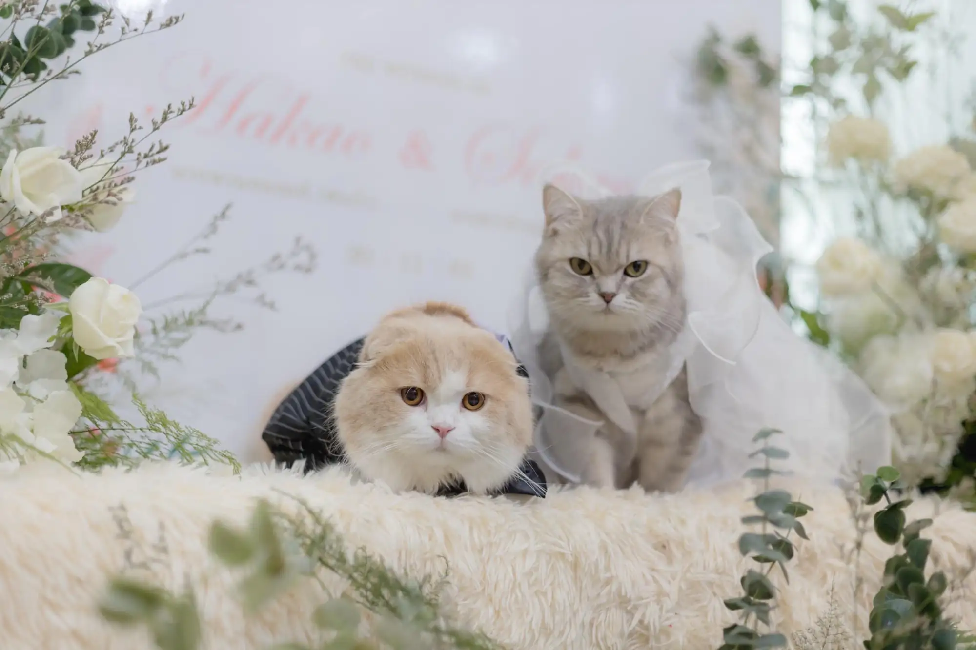 泰國貓咪婚禮見過嗎？連出席婚禮的也都是貓咪（圖片來源：Wakakimi官方臉書）