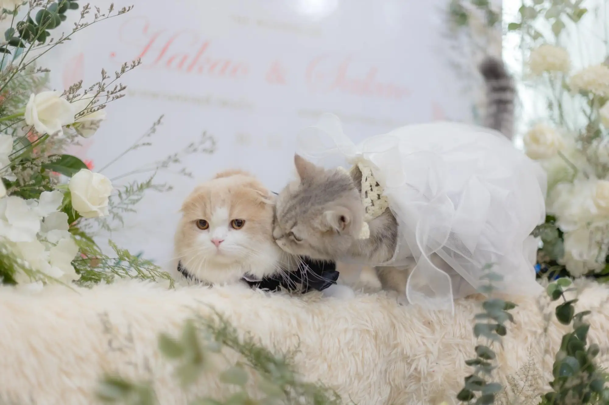 泰国猫咪婚礼见过吗？连出席婚礼的也都是猫咪（图片来源：Wakakimi官方脸书）