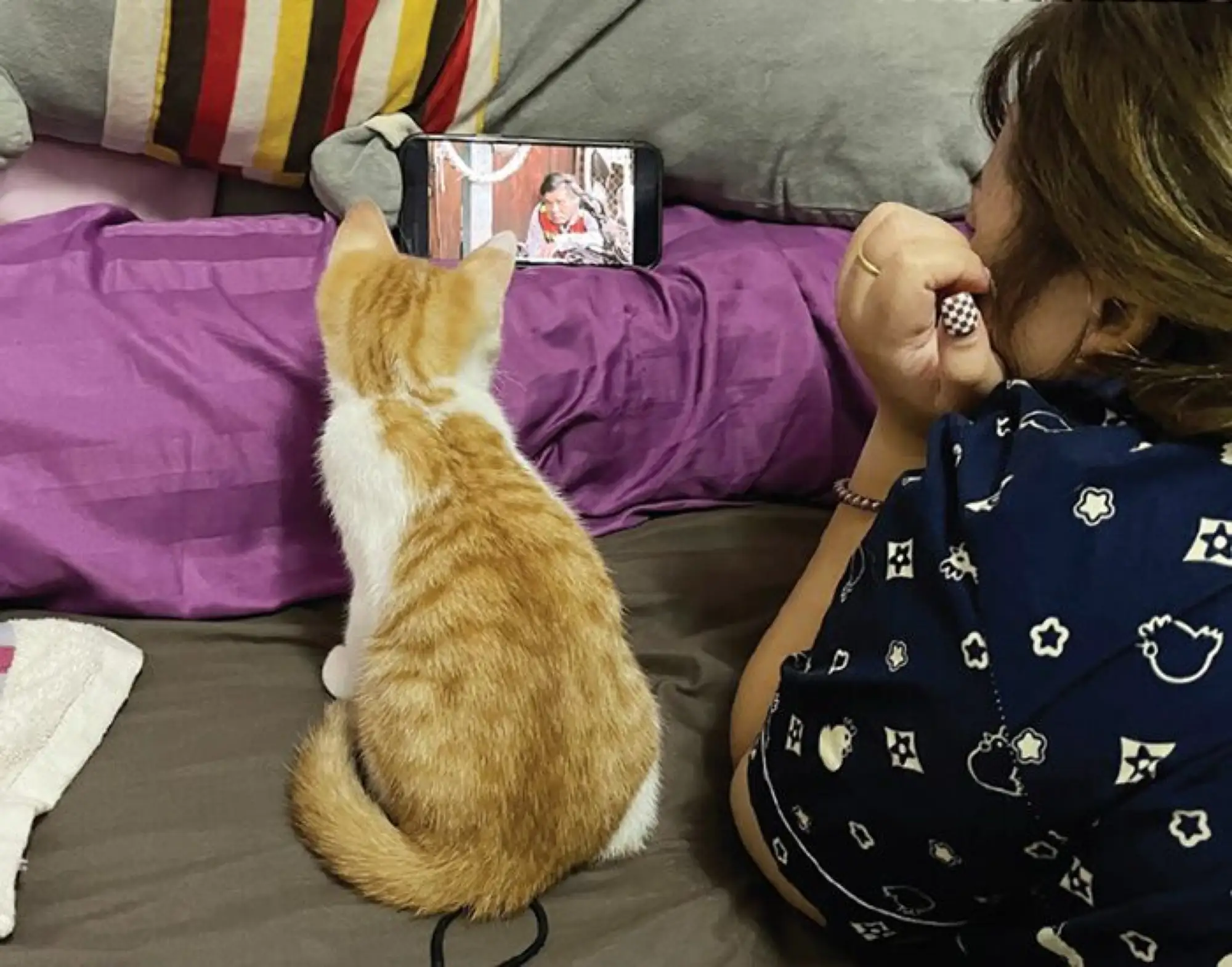 小貓“Moo Tun”看螢幕的時候可認真了（圖片來源：khaosod）