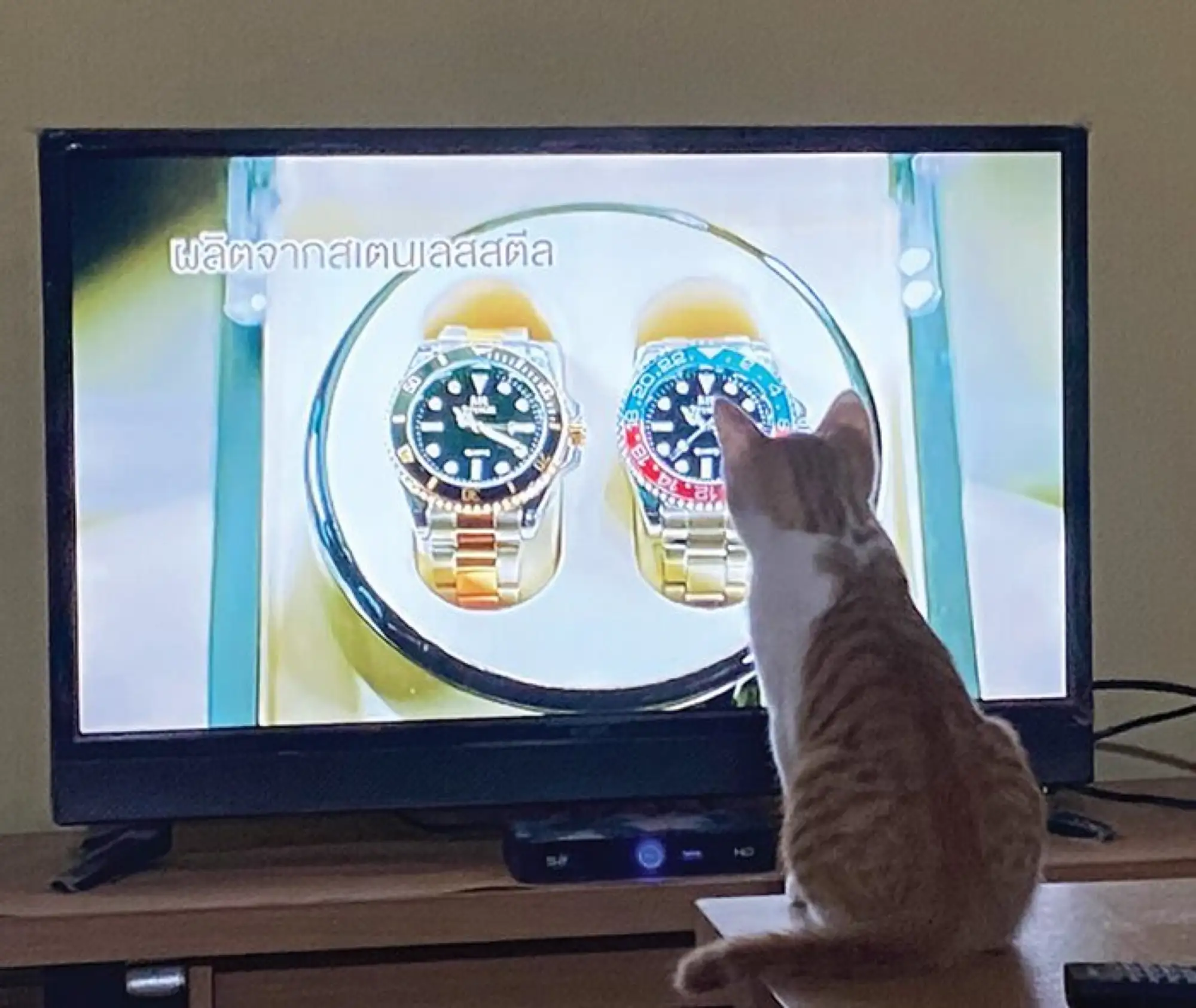 人们发现了一只爱看电视的猫（图片来源：khaosod）