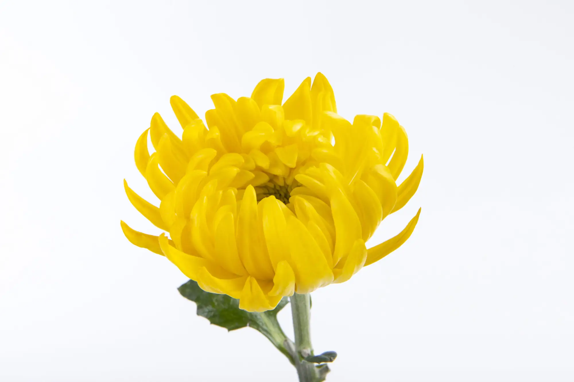 菊花是長壽和美麗永駐的象徵（圖片來源：freepik）