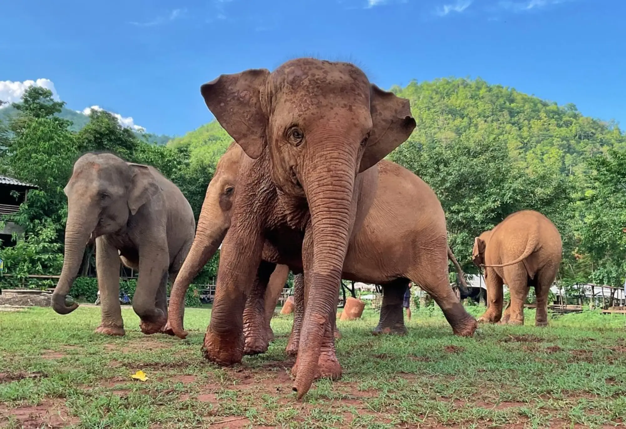 清邁大象自然公園(Elephant Nature Park)