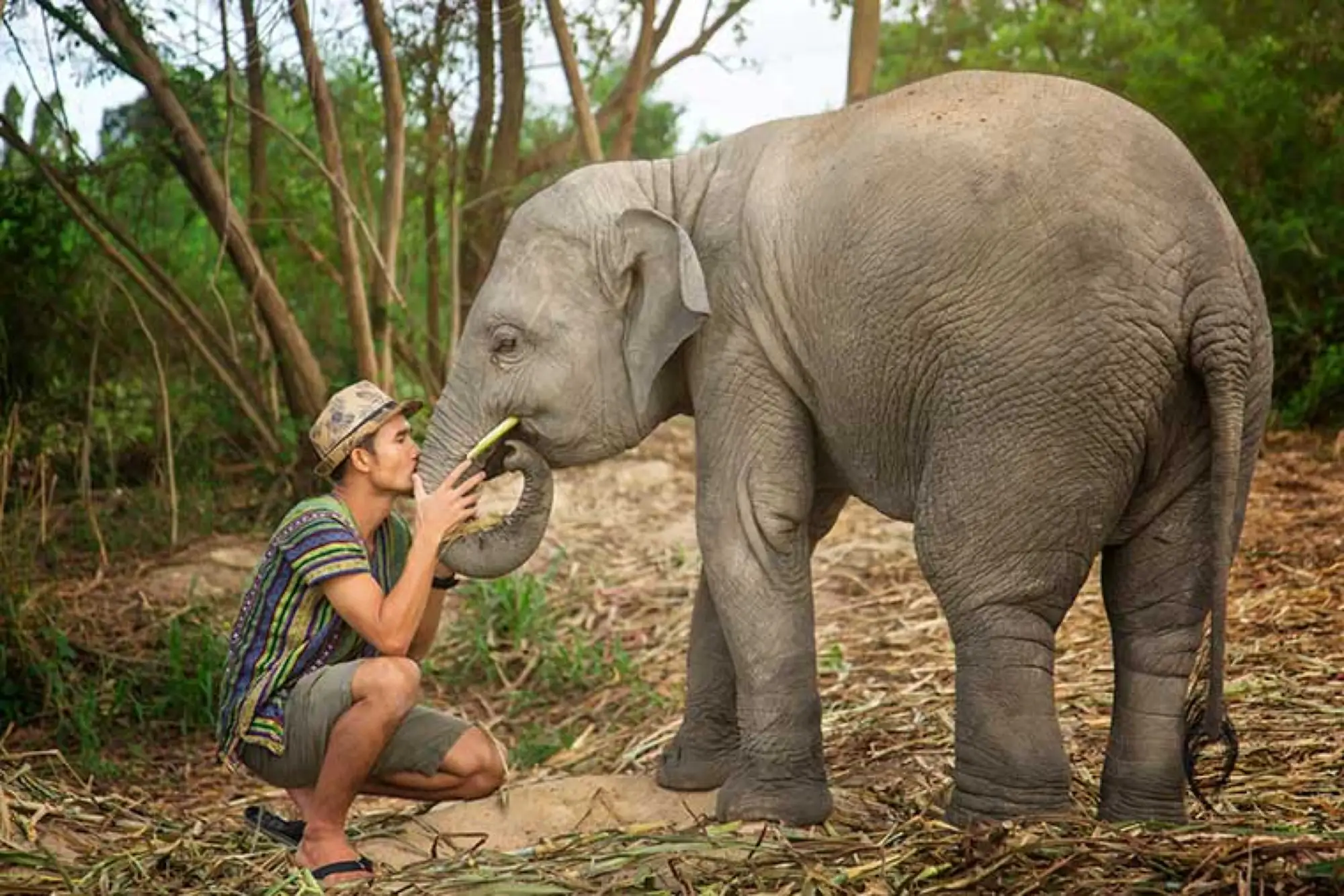 大象保护区体验营(Elephant Jungle Sanctuary)