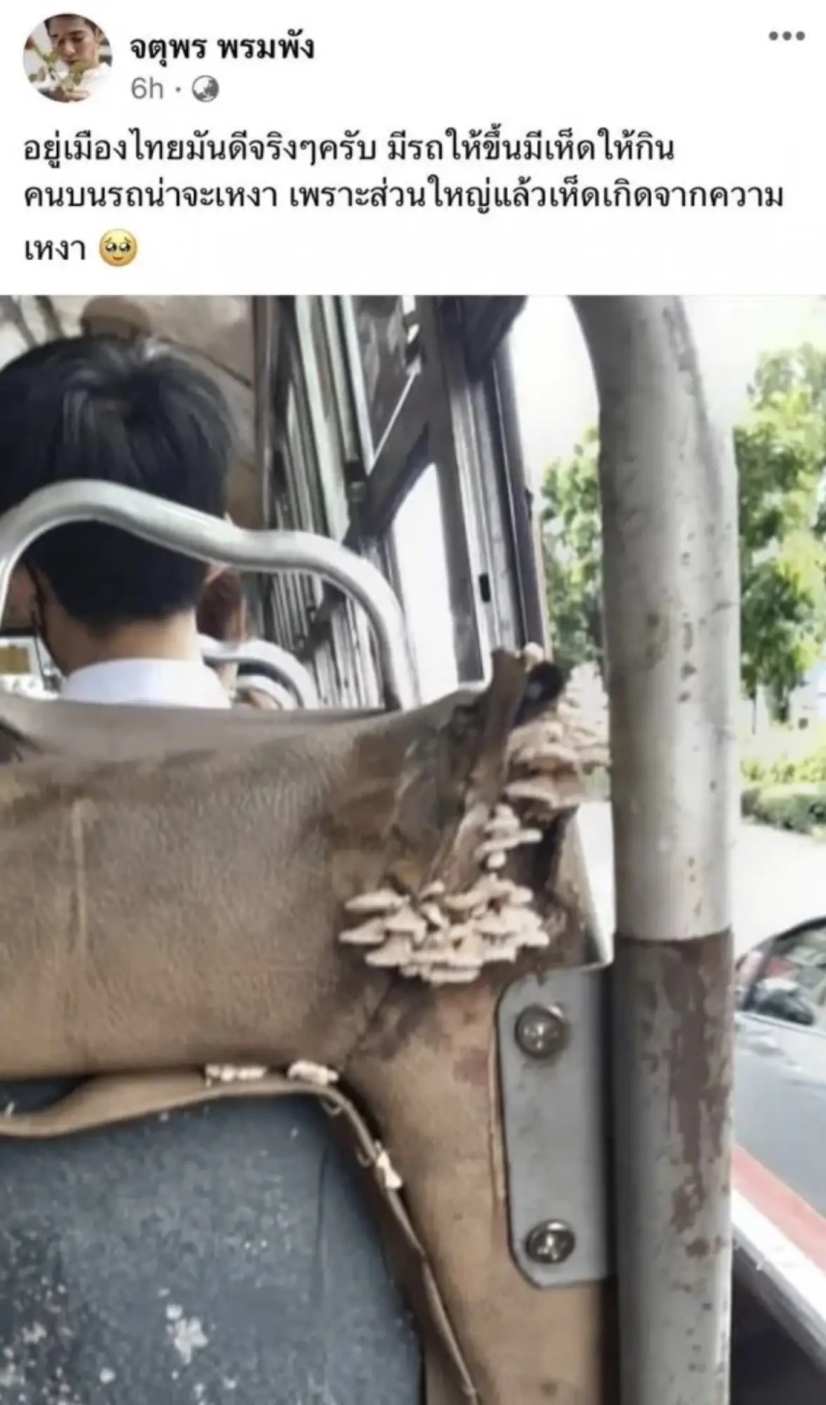 泰國公車竟然還有蘑菇？！（圖片來源：滬江泰語）
