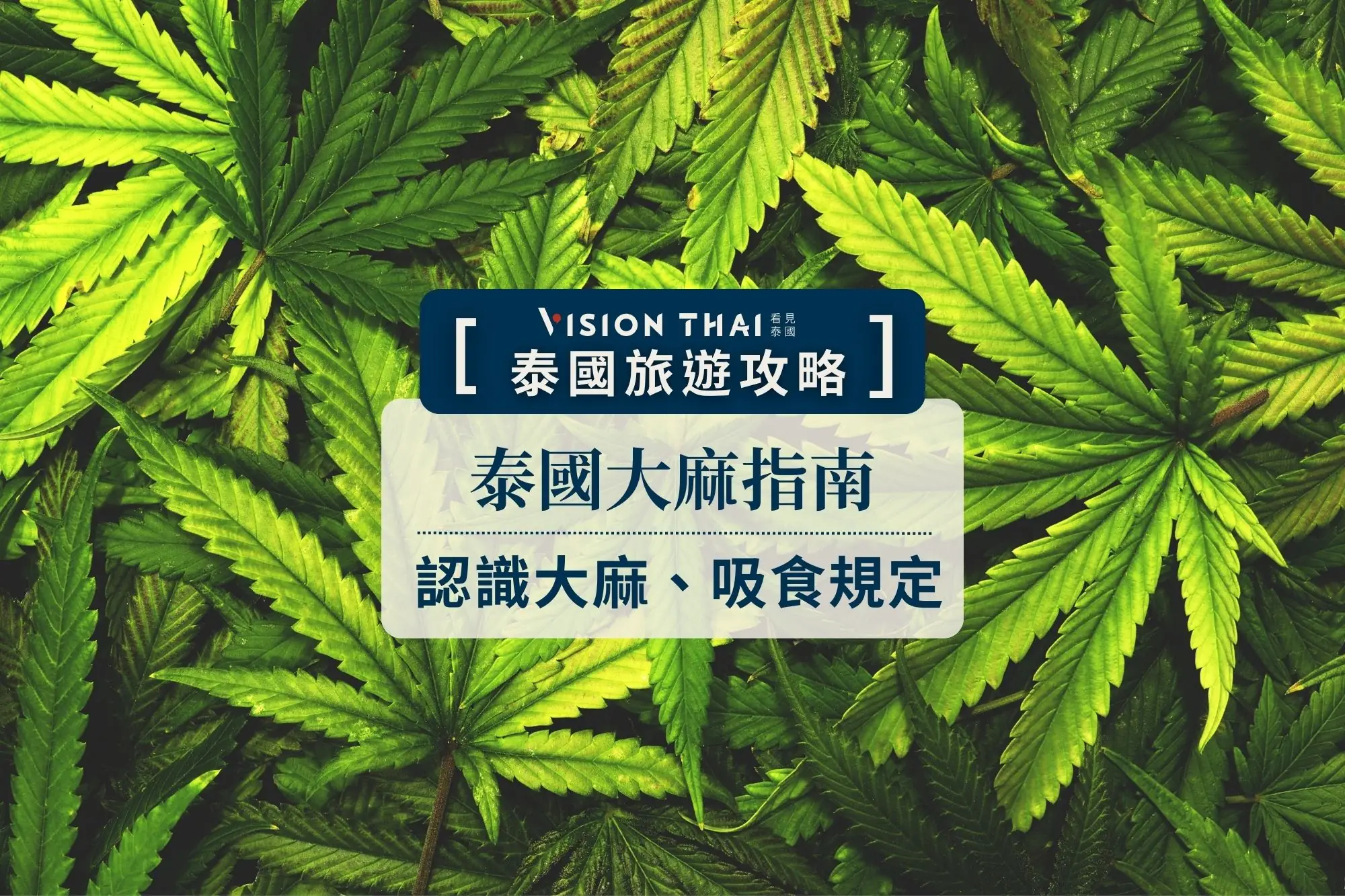 泰國大麻指南：CBD,THC怎麼看/種類與效果/價格/吸食大麻規定（圖片來源：看見泰國 Vision Thai）