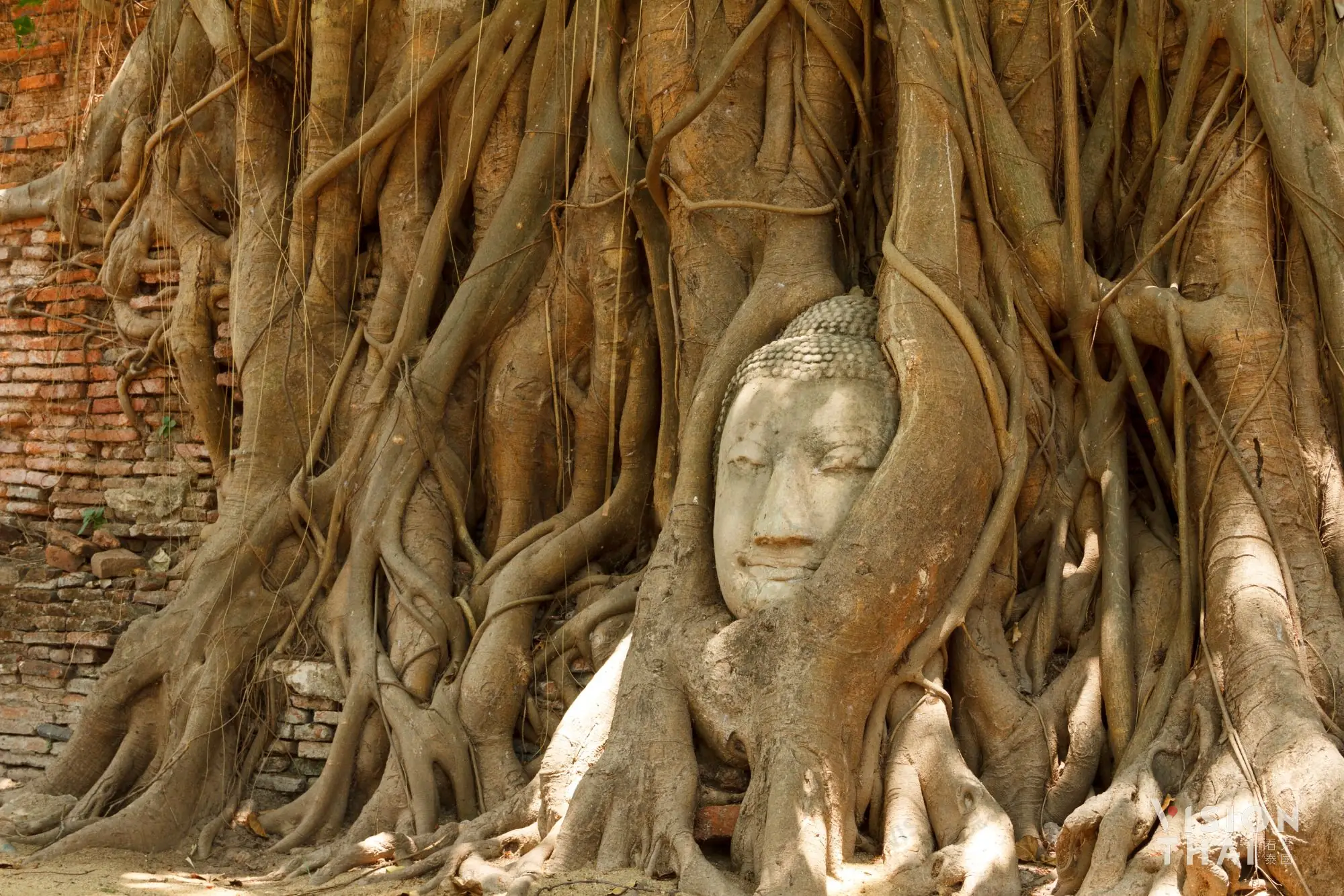 大城玛哈泰寺中的「树中佛」，被视为泰国奇景，是大城景点必去（图片来源：Vision Thai 看见泰国）