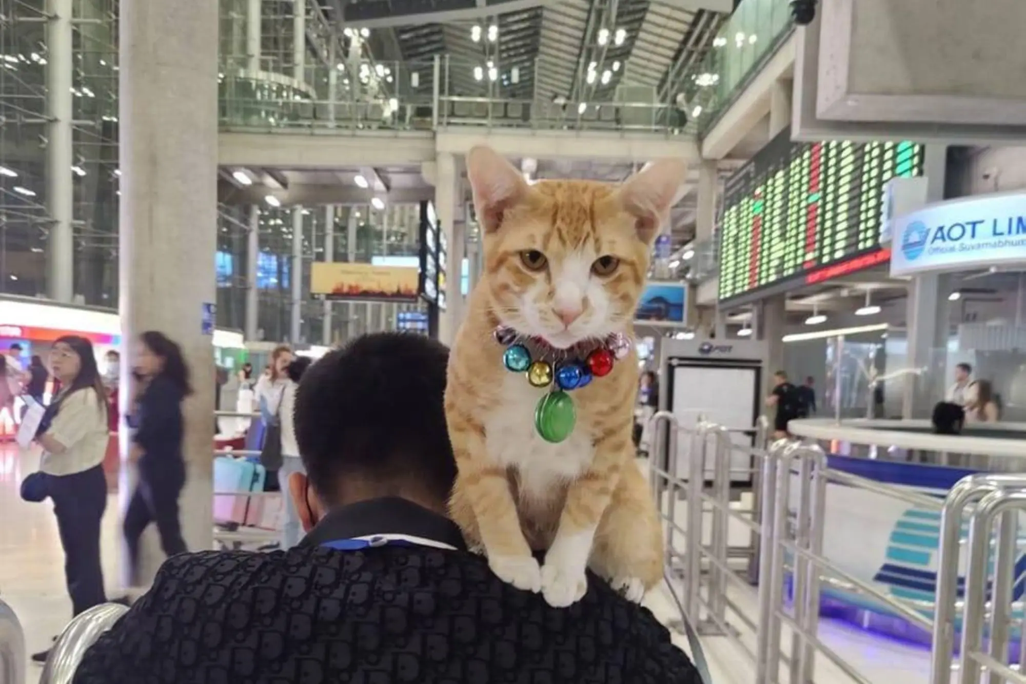 泰國曼谷機場橘貓陪主人工作爆紅熱議（來源：หนูหรั่ง แมวส้มสุวรรณภูมิ FB）