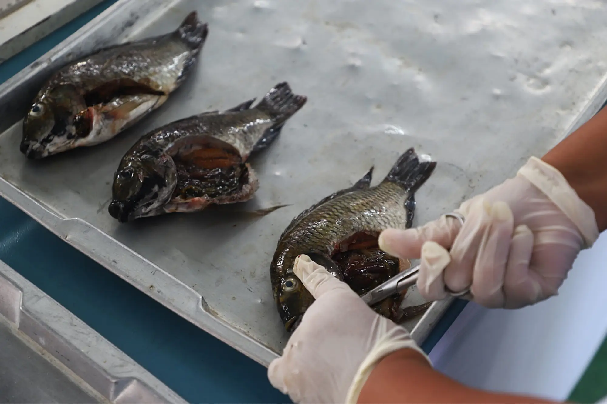 泰國入侵魚種危機！曼谷市長鼓勵全民食用“黑頷麗魚”（來源：看見泰國 Vision Thai）