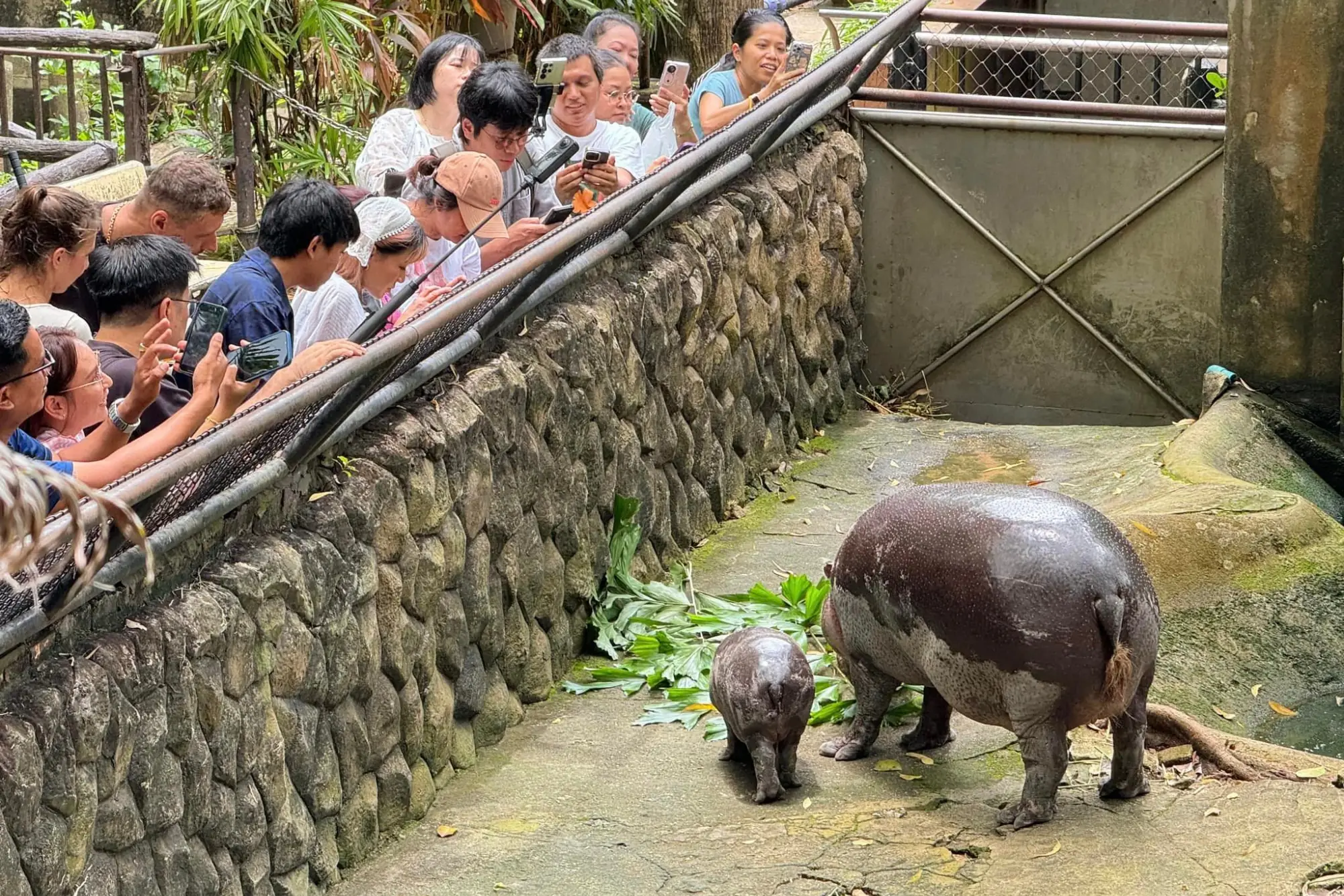 泰國河馬「彈跳豬」洪荒之力抵抗飼養員爆笑成迷因（來源：官方社群）