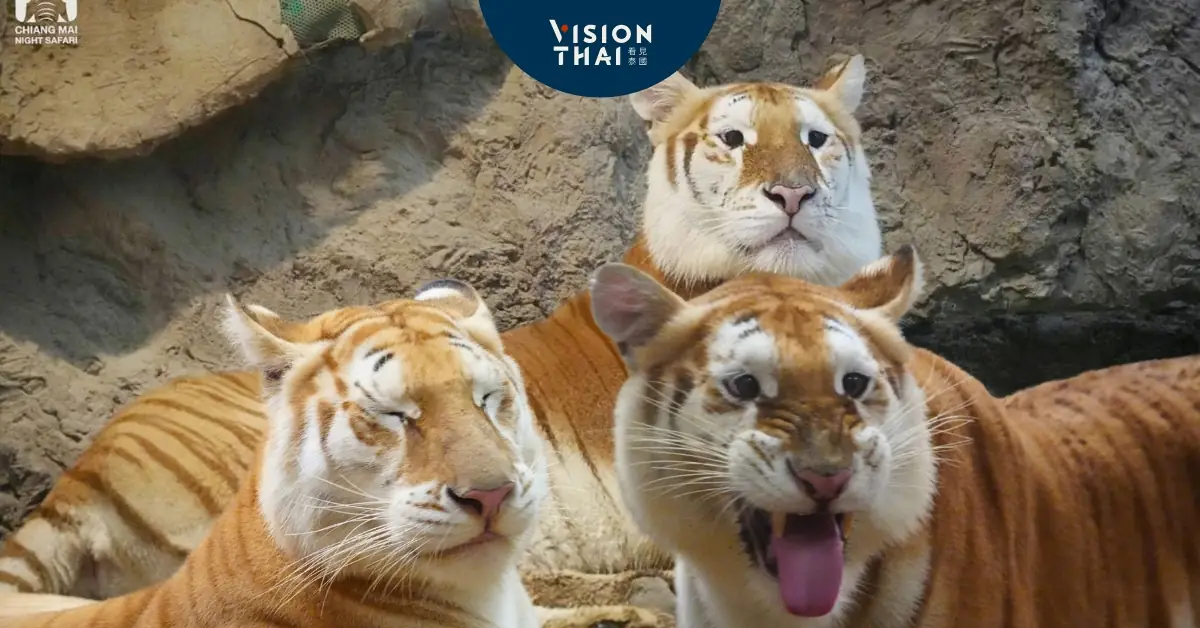 夜虎狐 弹跳猪劲敌！泰国黄金虎萌翻网友：是大橘猫- Vision Thai 看見泰國